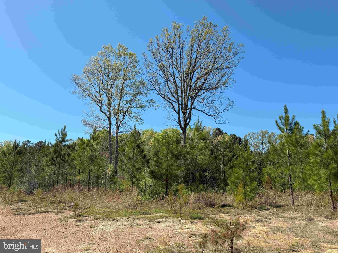 SHIPPING ROAD (TRACT: 7279 SVC), DINWIDDIE, Virginia 23841, ,Farm,For sale,SHIPPING ROAD (TRACT: 7279 SVC),VADW2000048 MLS # VADW2000048