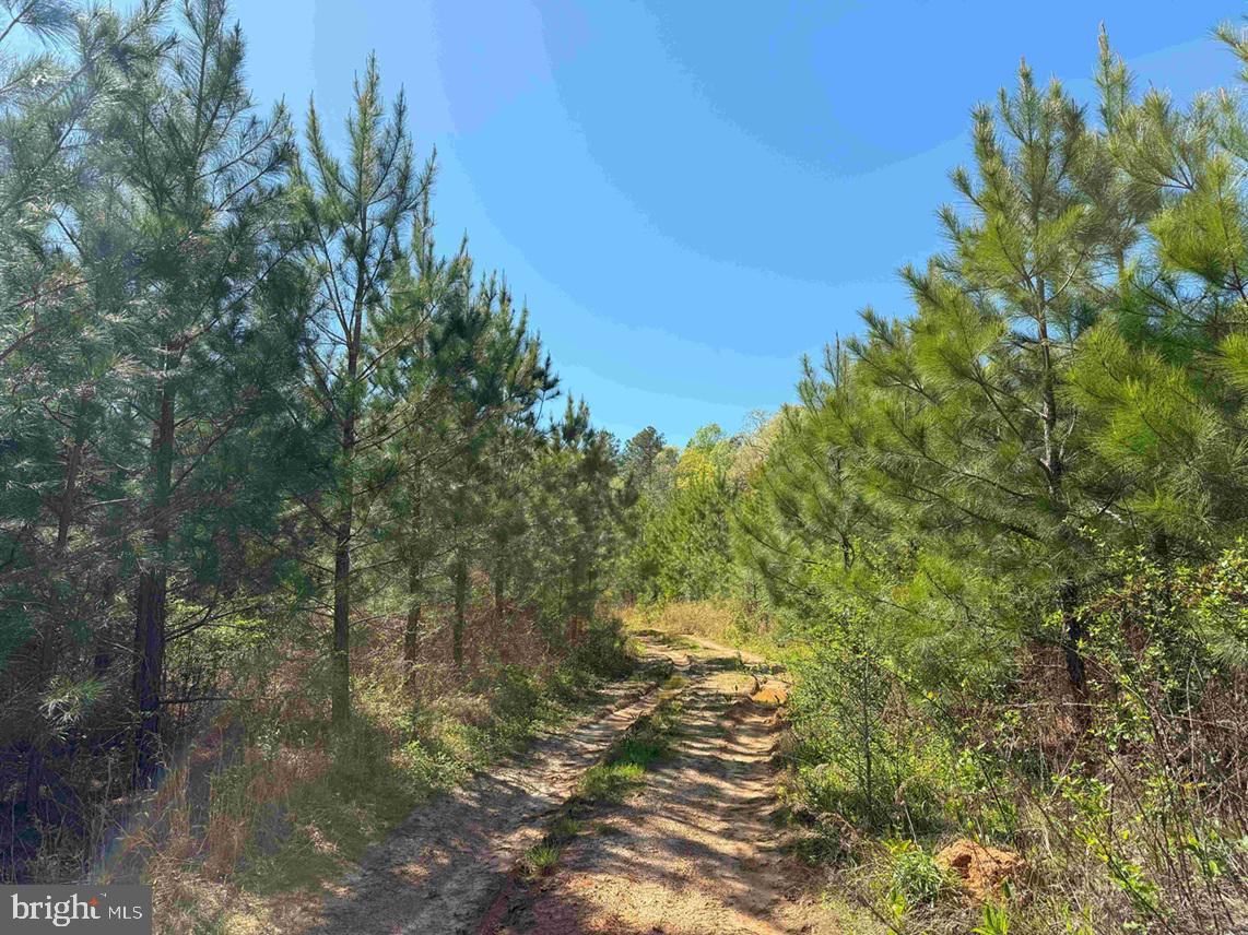 SHIPPING ROAD (TRACT: 7279 SVC), DINWIDDIE, Virginia 23841, ,Farm,For sale,SHIPPING ROAD (TRACT: 7279 SVC),VADW2000048 MLS # VADW2000048