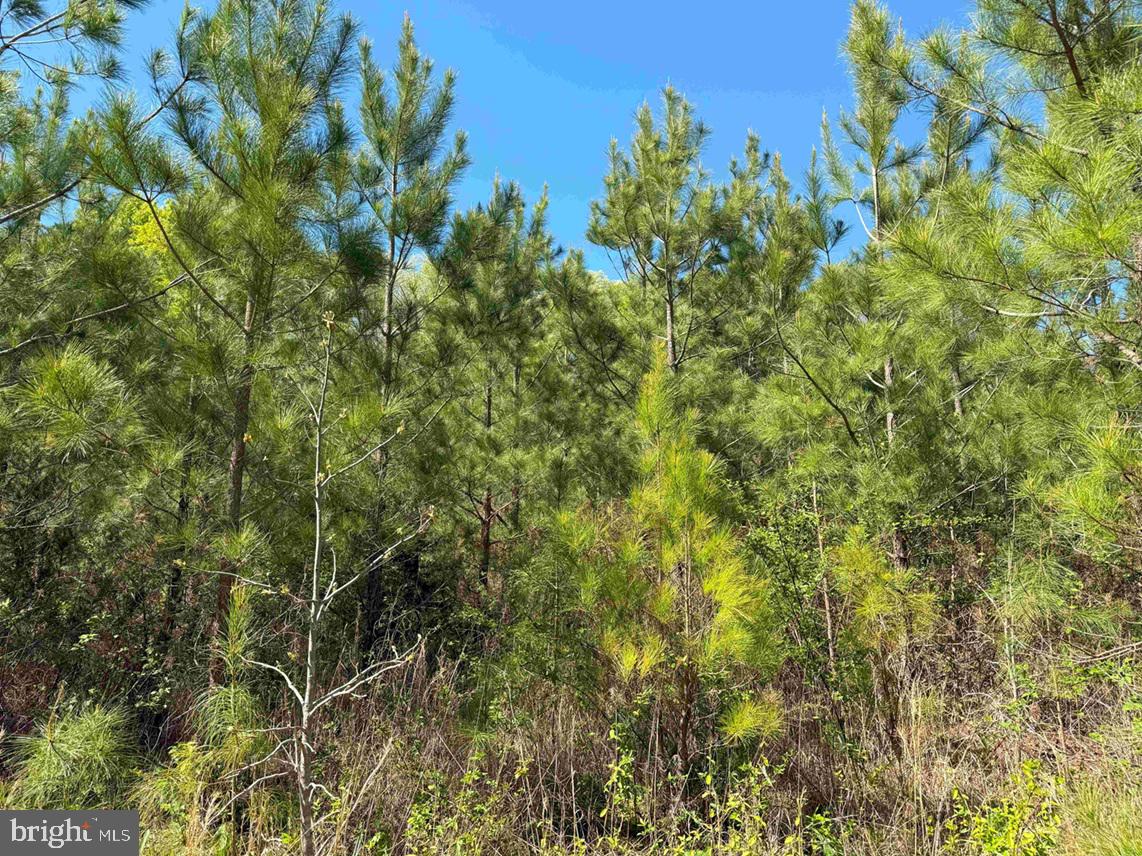 SHIPPING ROAD (TRACT: 7279 SVC), DINWIDDIE, Virginia 23841, ,Farm,For sale,SHIPPING ROAD (TRACT: 7279 SVC),VADW2000048 MLS # VADW2000048