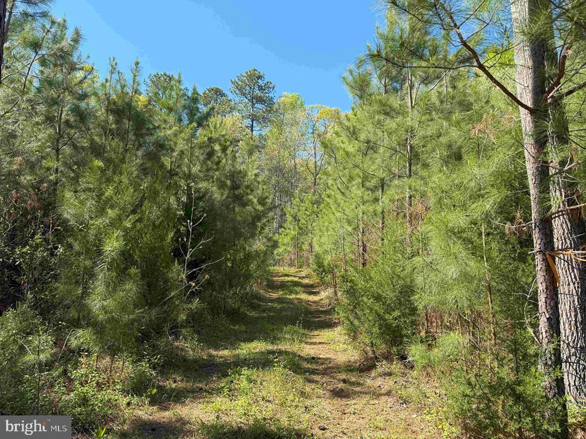 SHIPPING ROAD (TRACT: 7279 SVC), DINWIDDIE, Virginia 23841, ,Farm,For sale,SHIPPING ROAD (TRACT: 7279 SVC),VADW2000048 MLS # VADW2000048