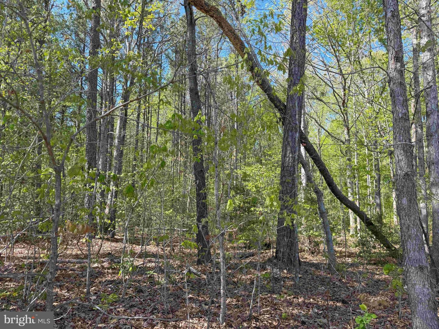 SHIPPING ROAD (TRACT: 7279 SVC), DINWIDDIE, Virginia 23841, ,Farm,For sale,SHIPPING ROAD (TRACT: 7279 SVC),VADW2000048 MLS # VADW2000048
