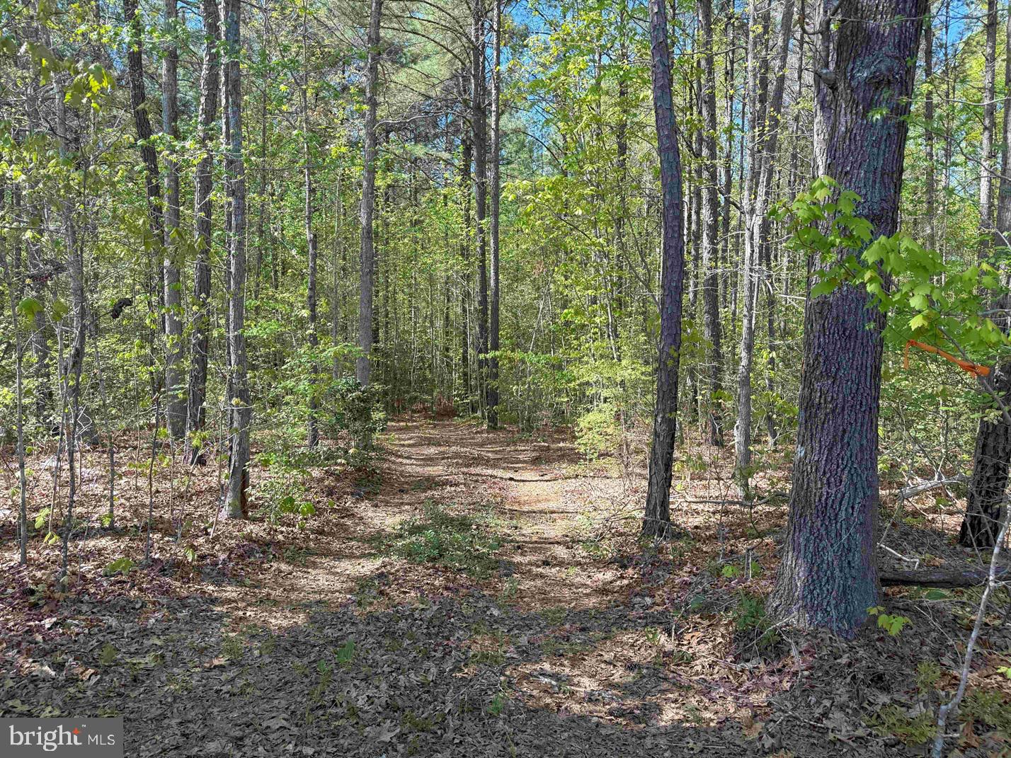 SHIPPING ROAD (TRACT: 7279 SVC), DINWIDDIE, Virginia 23841, ,Farm,For sale,SHIPPING ROAD (TRACT: 7279 SVC),VADW2000048 MLS # VADW2000048