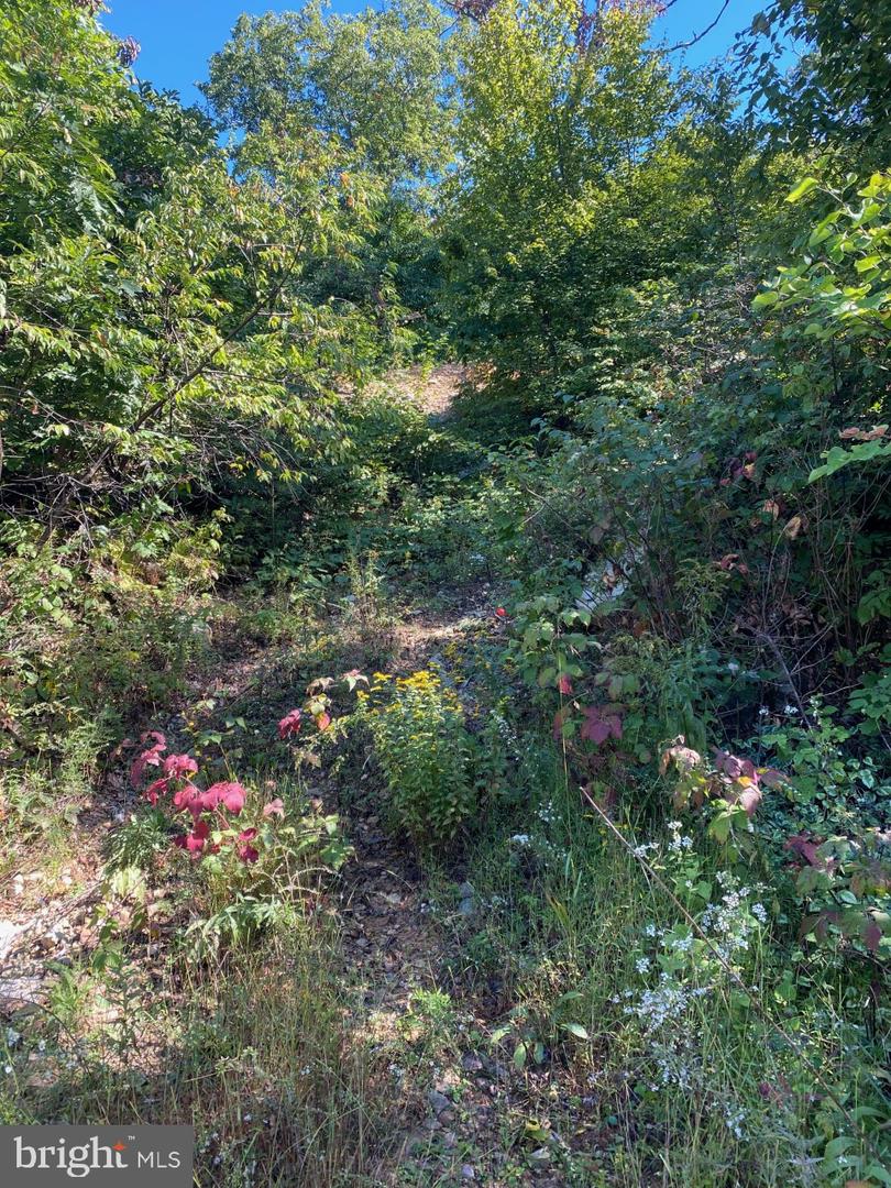 951 BOBCAT TRL, WINCHESTER, Virginia 22602, ,Land,For sale,951 BOBCAT TRL,VAFV2035292 MLS # VAFV2035292