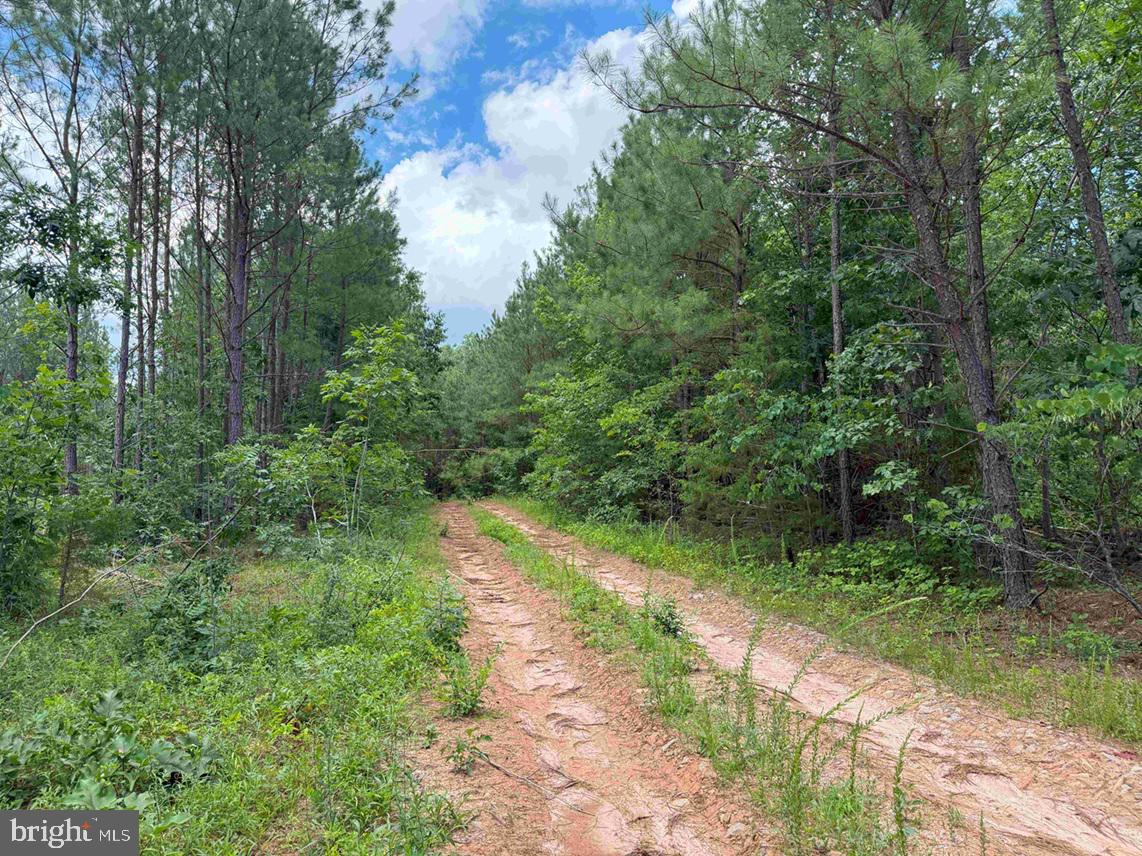TWIN BRIDGE ROAD (RT. 623) (TRACT: BK3233-1), GREEN BAY, Virginia 23942, ,Farm,For sale,TWIN BRIDGE ROAD (RT. 623) (TRACT: BK3233-1),VAPE2000098 MLS # VAPE2000098