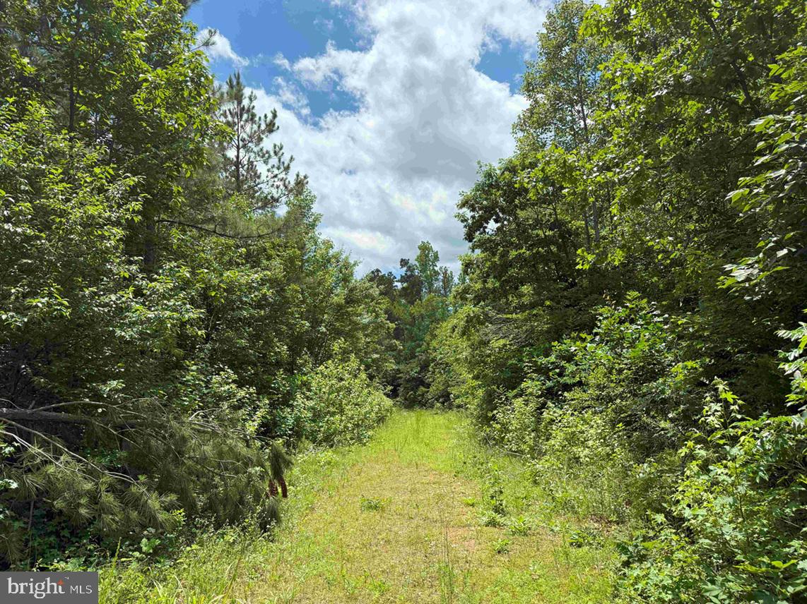 TWIN BRIDGE ROAD (RT. 623) (TRACT: BK3233-1), GREEN BAY, Virginia 23942, ,Farm,For sale,TWIN BRIDGE ROAD (RT. 623) (TRACT: BK3233-1),VAPE2000098 MLS # VAPE2000098