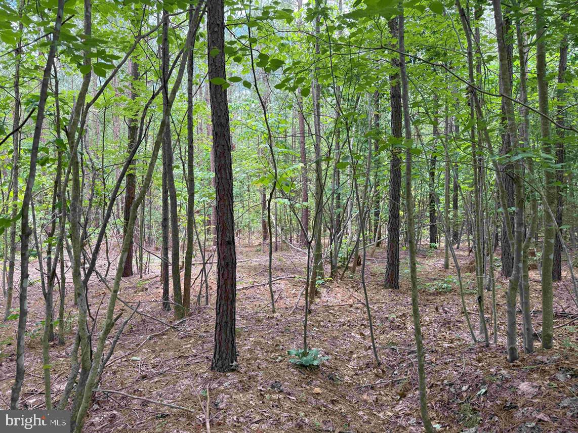 TWIN BRIDGE ROAD (RT. 623) (TRACT: BK3233-1), GREEN BAY, Virginia 23942, ,Farm,For sale,TWIN BRIDGE ROAD (RT. 623) (TRACT: BK3233-1),VAPE2000098 MLS # VAPE2000098