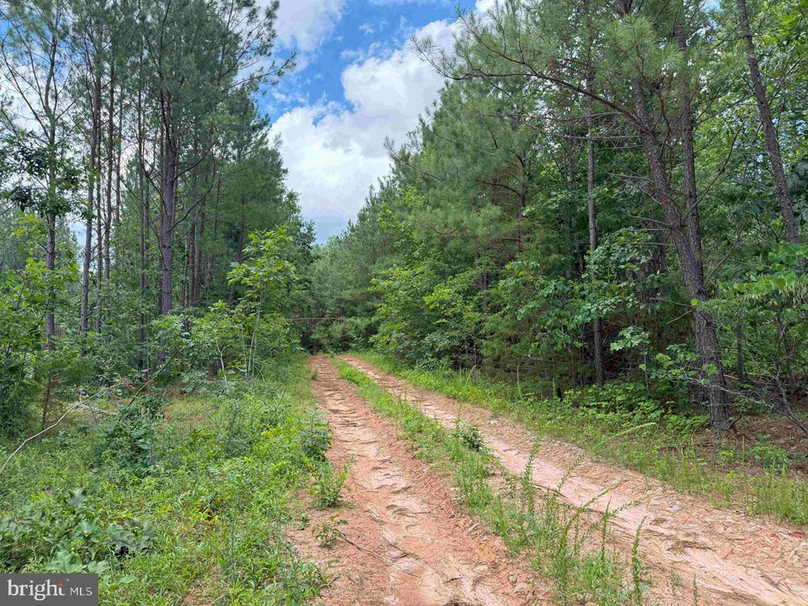 TWIN BRIDGE ROAD (RT. 623) (TRACT: BK3233-1), GREEN BAY, Virginia 23942, ,Farm,For sale,TWIN BRIDGE ROAD (RT. 623) (TRACT: BK3233-1),VAPE2000098 MLS # VAPE2000098