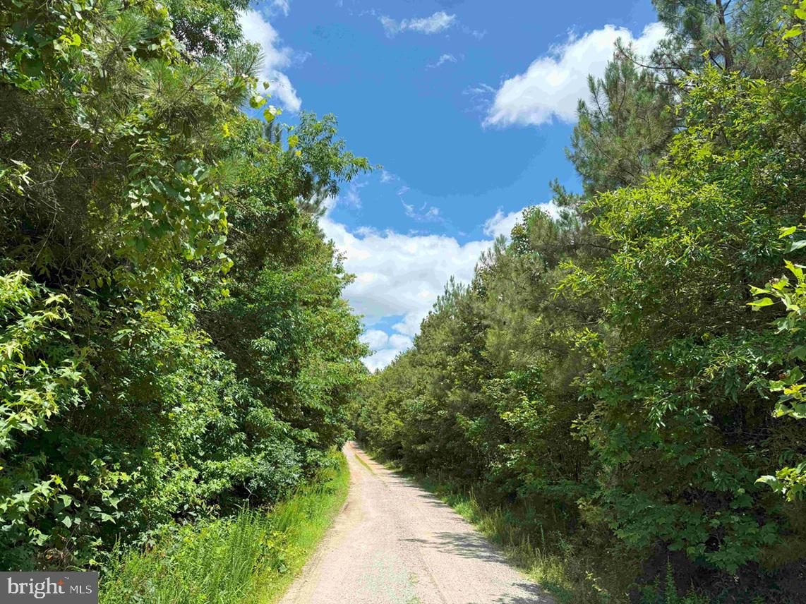 TWIN BRIDGE ROAD (RT. 623) (TRACT: BK3233-2), GREEN BAY, Virginia 23942, ,Farm,For sale,TWIN BRIDGE ROAD (RT. 623) (TRACT: BK3233-2),VAPE2000100 MLS # VAPE2000100