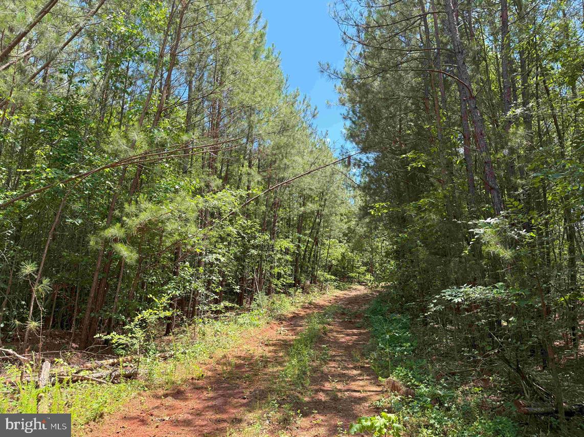 TWIN BRIDGE ROAD (RT. 623) (TRACT: BK3233-2), GREEN BAY, Virginia 23942, ,Farm,For sale,TWIN BRIDGE ROAD (RT. 623) (TRACT: BK3233-2),VAPE2000100 MLS # VAPE2000100