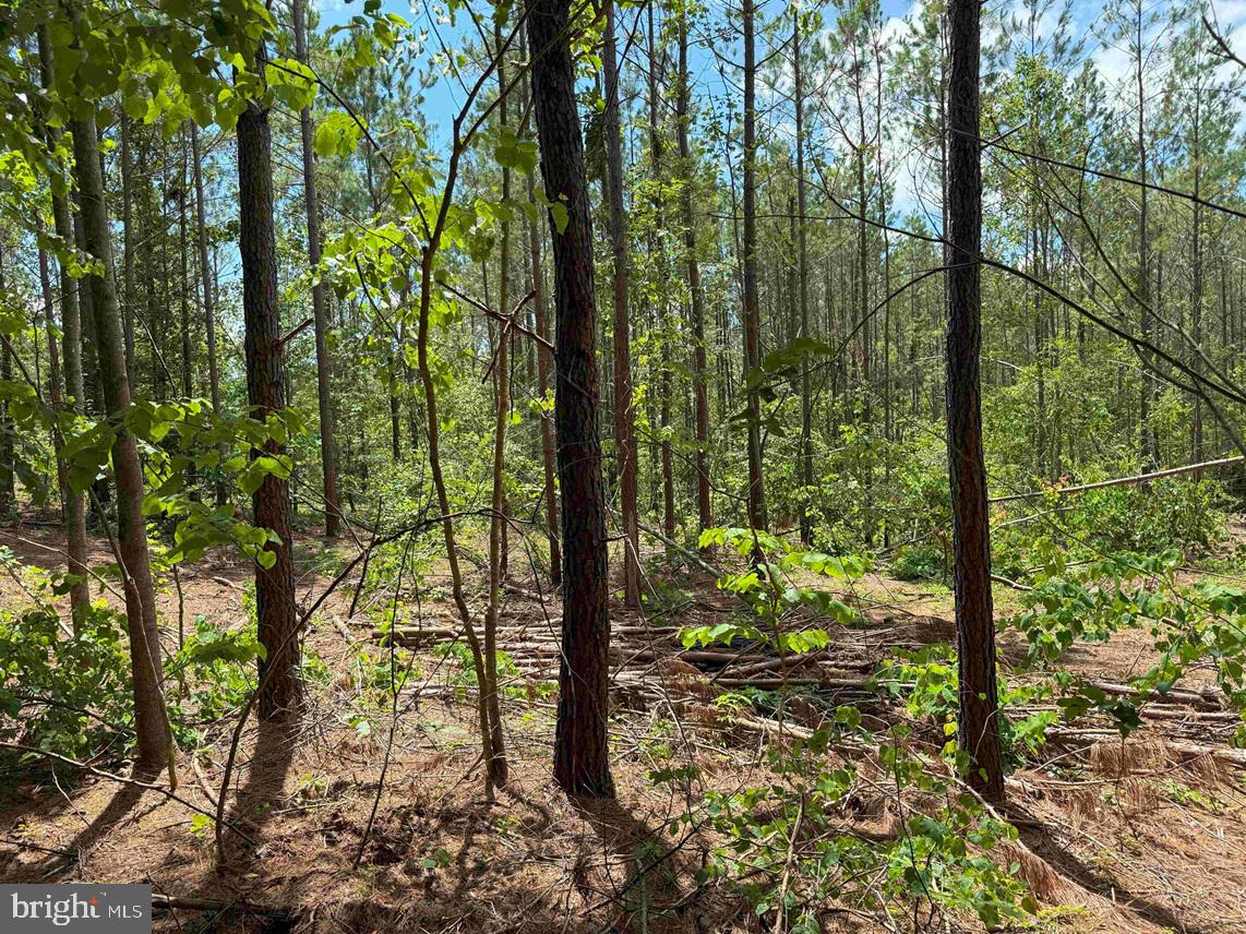TWIN BRIDGE ROAD (RT. 623) (TRACT: BK3233-2), GREEN BAY, Virginia 23942, ,Farm,For sale,TWIN BRIDGE ROAD (RT. 623) (TRACT: BK3233-2),VAPE2000100 MLS # VAPE2000100