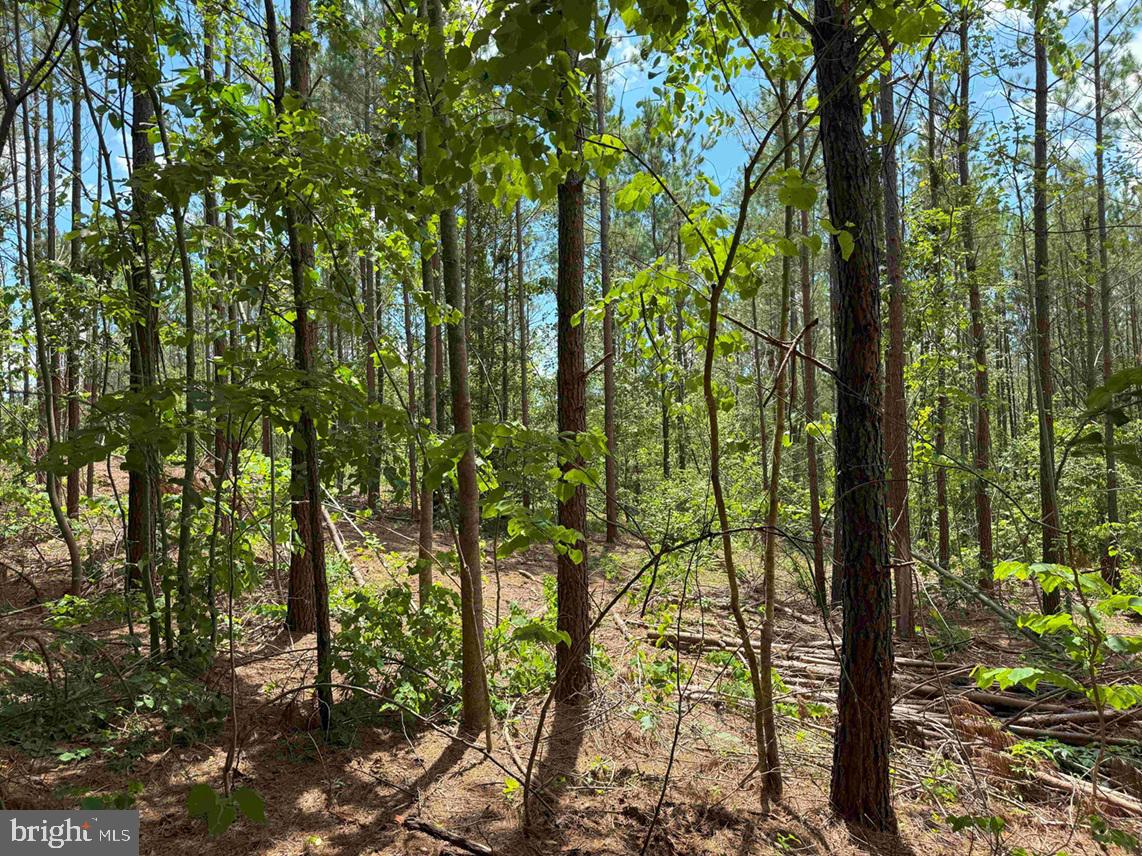 TWIN BRIDGE ROAD (RT. 623) (TRACT: BK3233-2), GREEN BAY, Virginia 23942, ,Farm,For sale,TWIN BRIDGE ROAD (RT. 623) (TRACT: BK3233-2),VAPE2000100 MLS # VAPE2000100