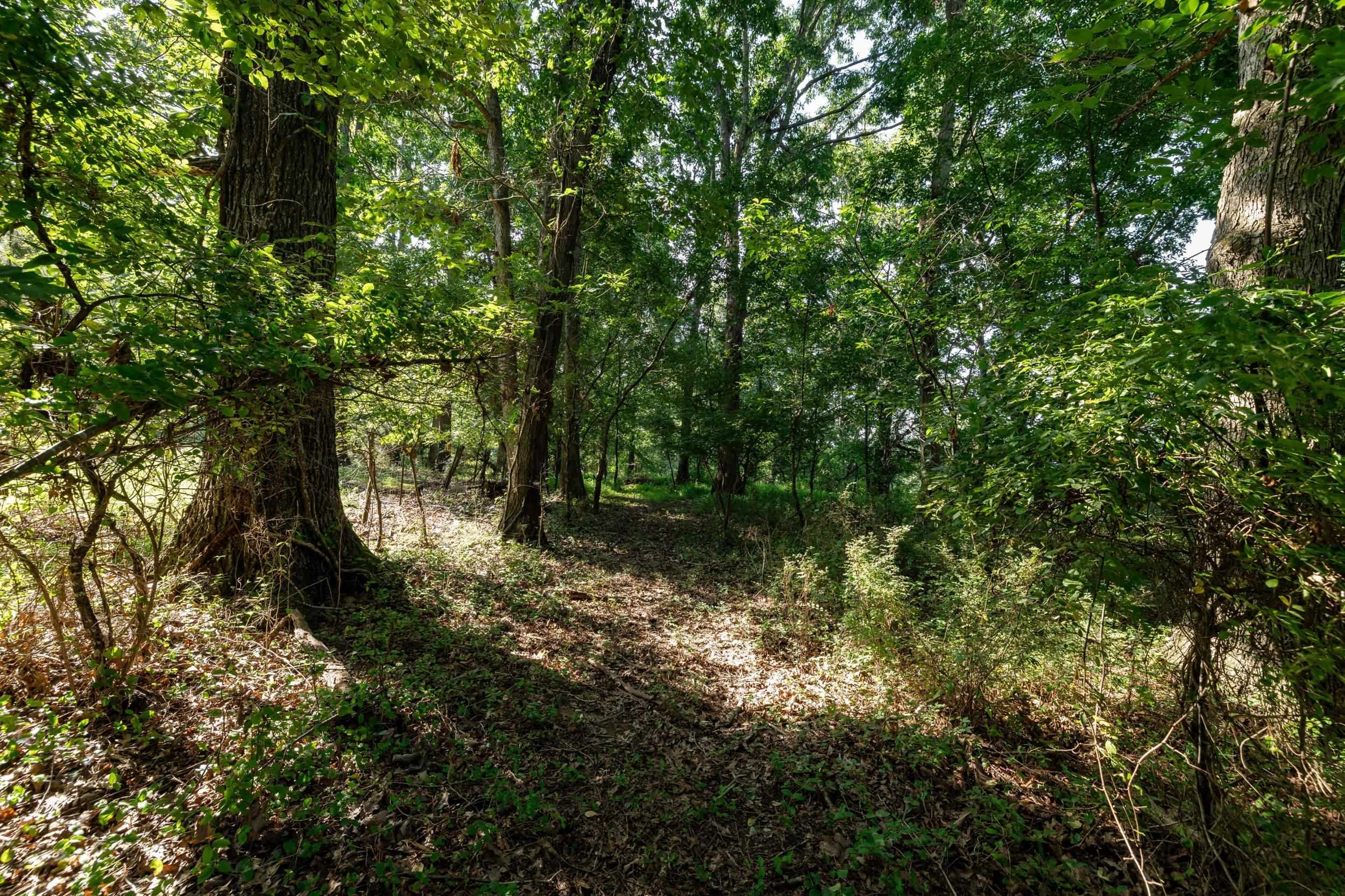 21-Acres TBD MT PISGAH RD, MOUNT SIDNEY, Virginia 24467, ,Land,21-Acres TBD MT PISGAH RD,667449 MLS # 667449
