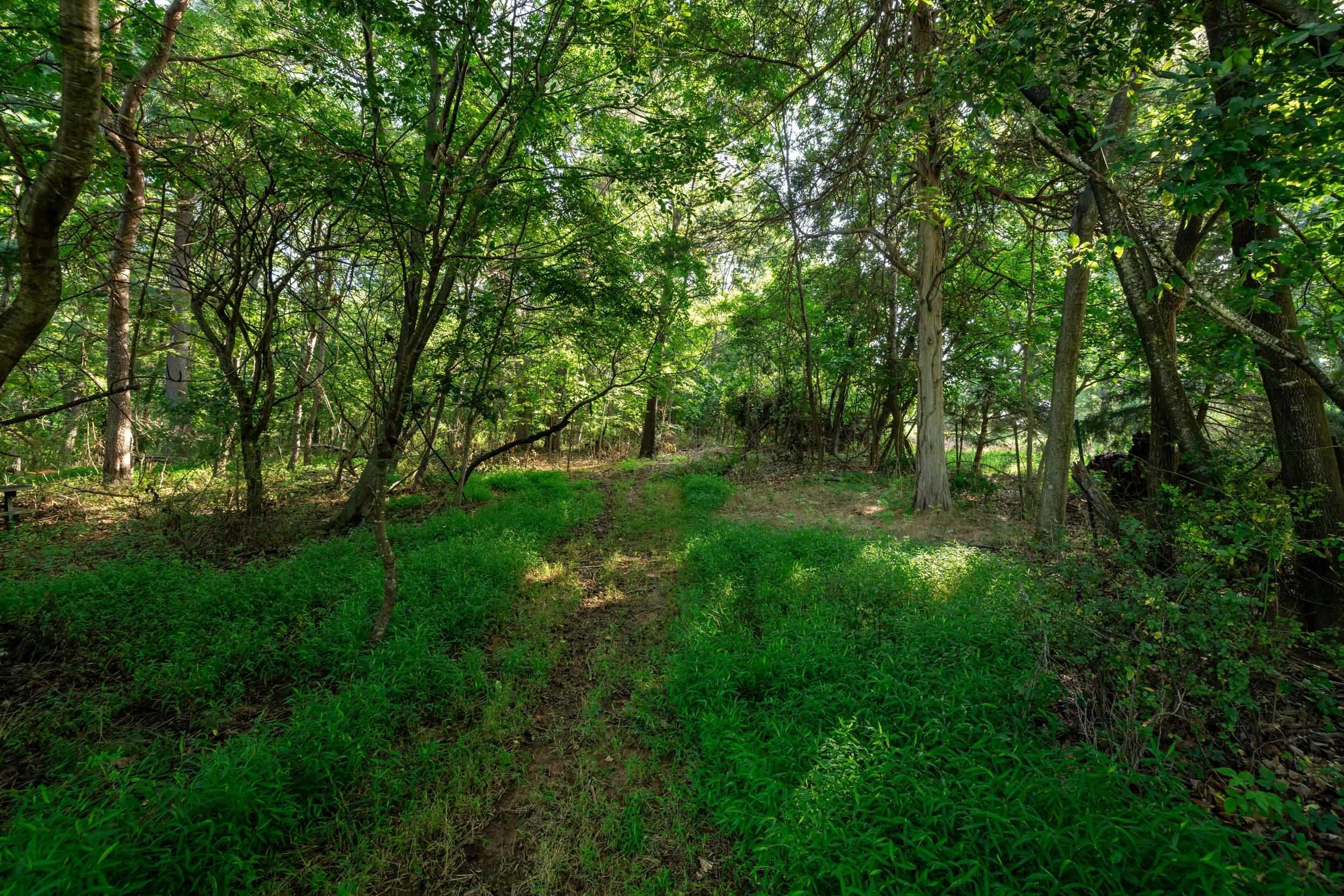 21-Acres TBD MT PISGAH RD, MOUNT SIDNEY, Virginia 24467, ,Land,21-Acres TBD MT PISGAH RD,667449 MLS # 667449