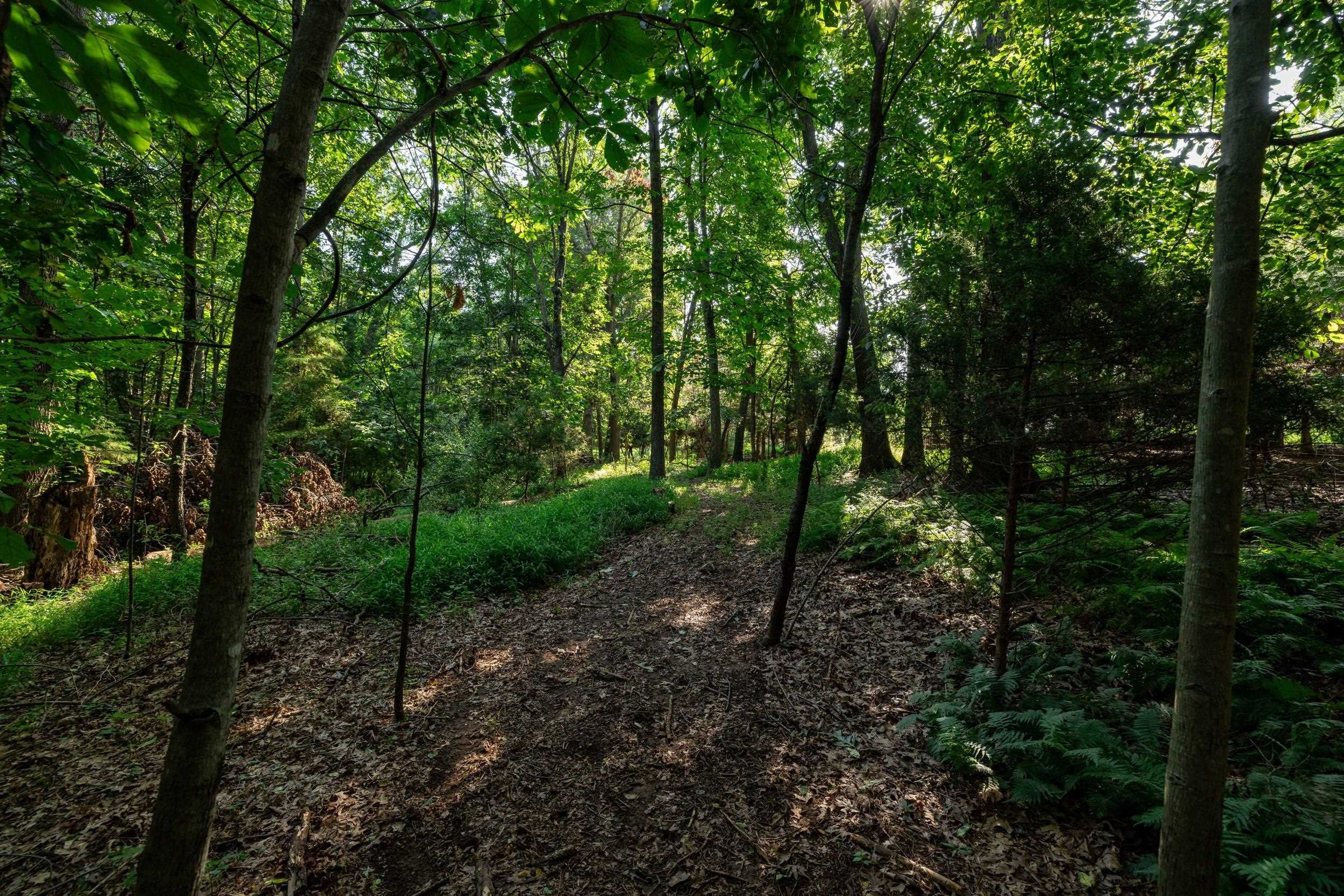 21-Acres TBD MT PISGAH RD, MOUNT SIDNEY, Virginia 24467, ,Land,21-Acres TBD MT PISGAH RD,667449 MLS # 667449