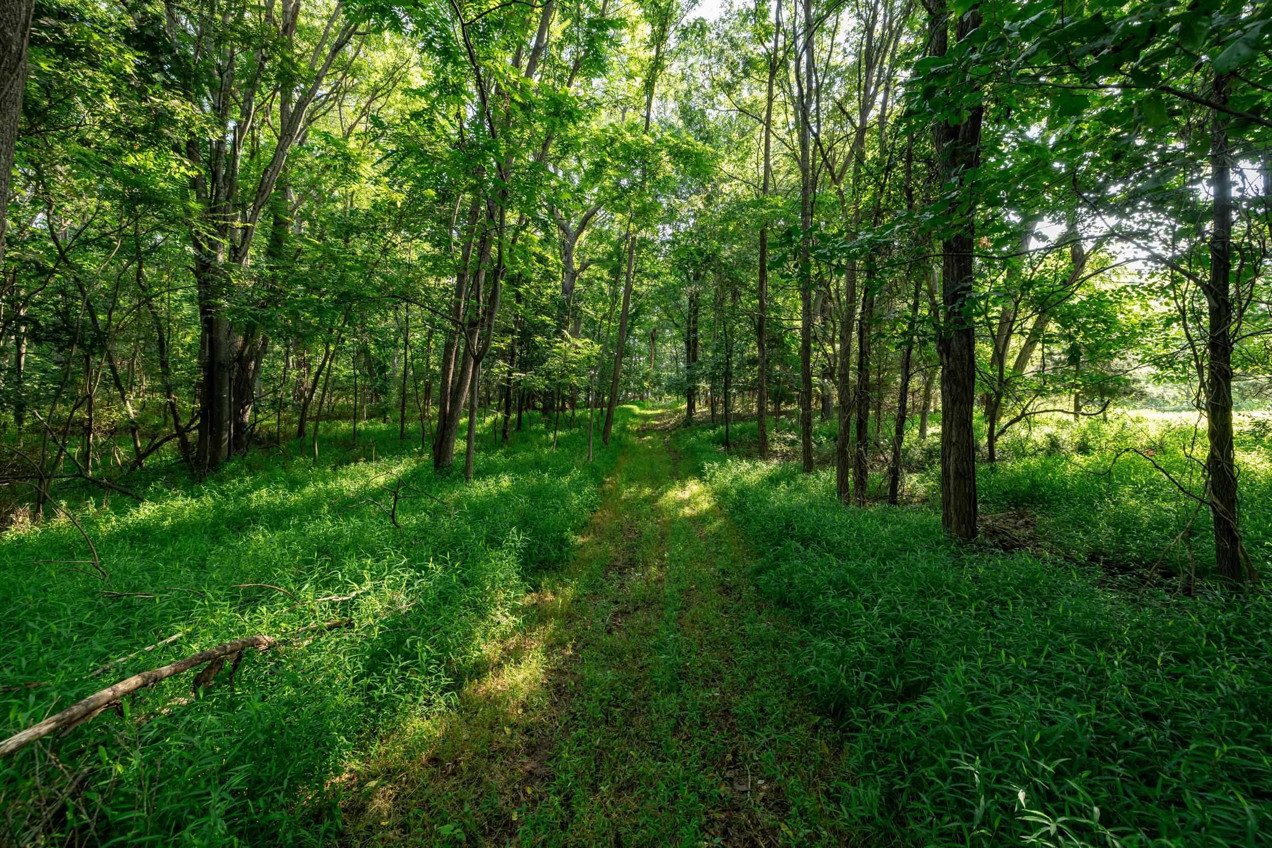 21-Acres TBD MT PISGAH RD, MOUNT SIDNEY, Virginia 24467, ,Land,21-Acres TBD MT PISGAH RD,667449 MLS # 667449