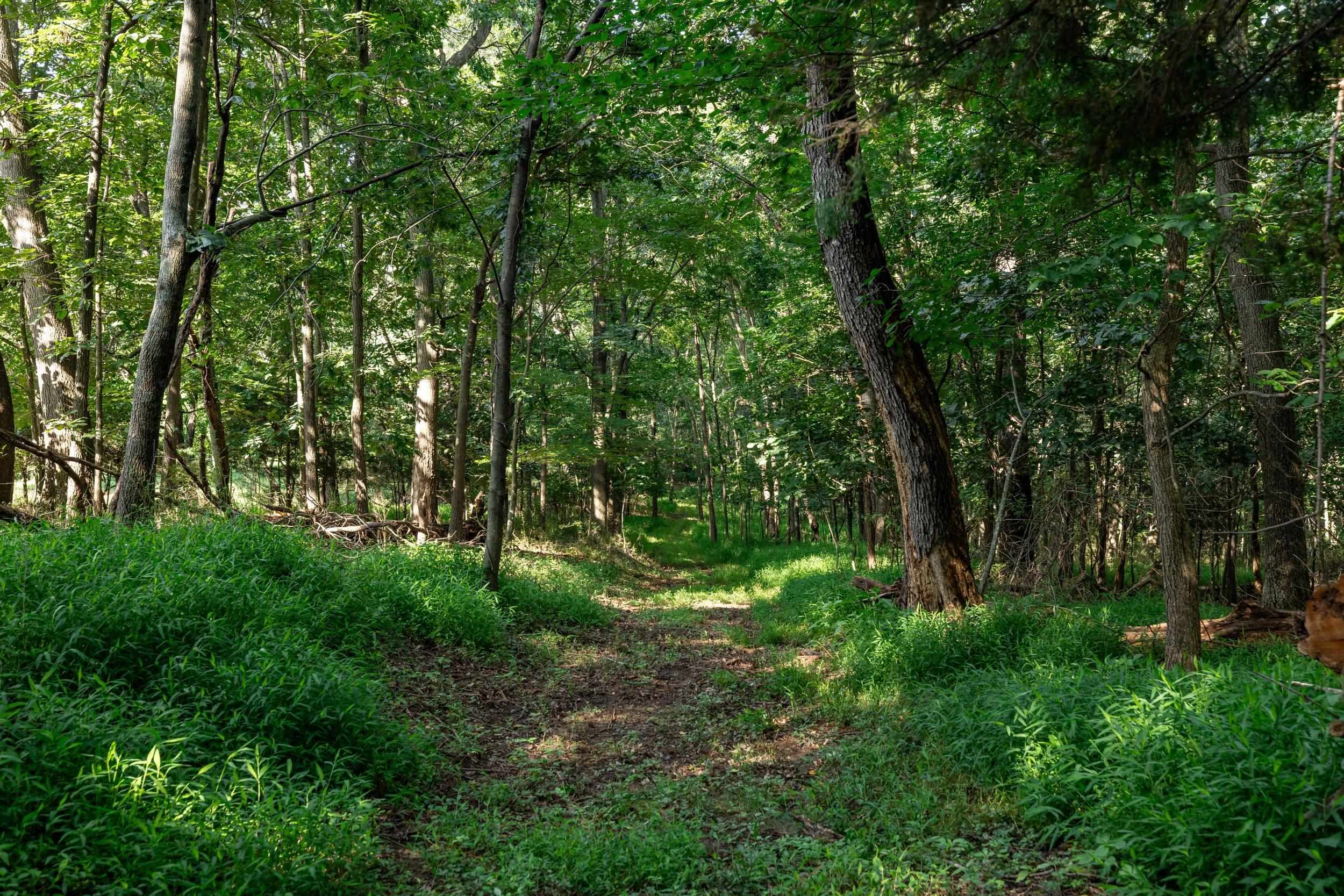 21-Acres TBD MT PISGAH RD, MOUNT SIDNEY, Virginia 24467, ,Land,21-Acres TBD MT PISGAH RD,667449 MLS # 667449