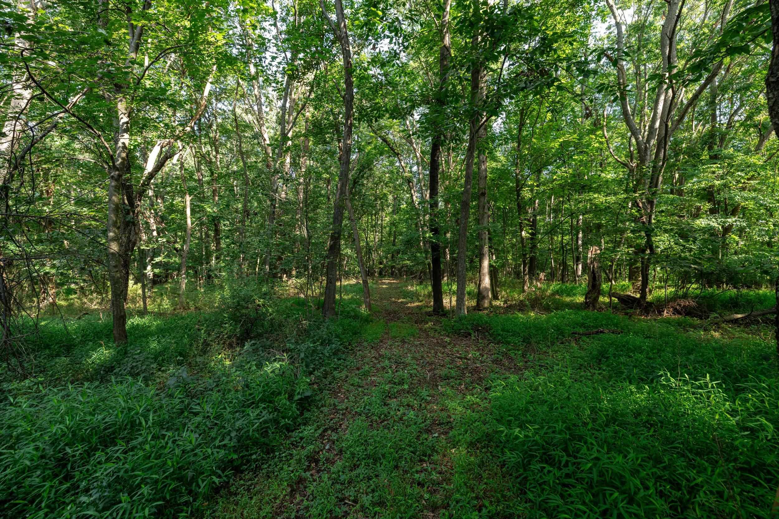 21-Acres TBD MT PISGAH RD, MOUNT SIDNEY, Virginia 24467, ,Land,21-Acres TBD MT PISGAH RD,667449 MLS # 667449