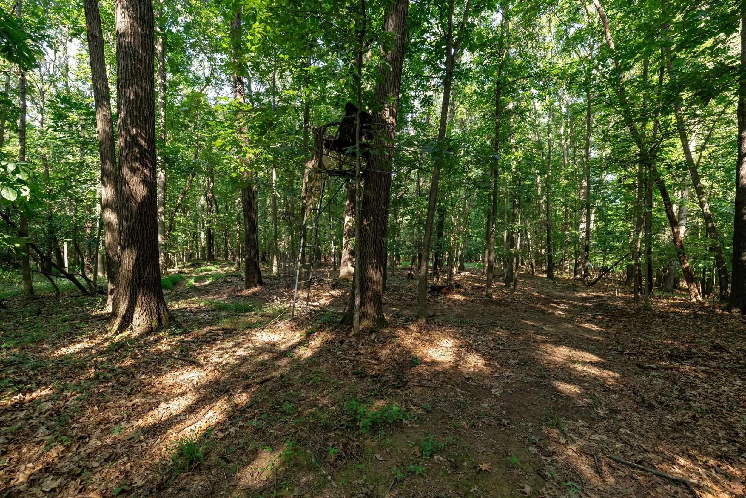 21-Acres TBD MT PISGAH RD, MOUNT SIDNEY, Virginia 24467, ,Land,21-Acres TBD MT PISGAH RD,667449 MLS # 667449