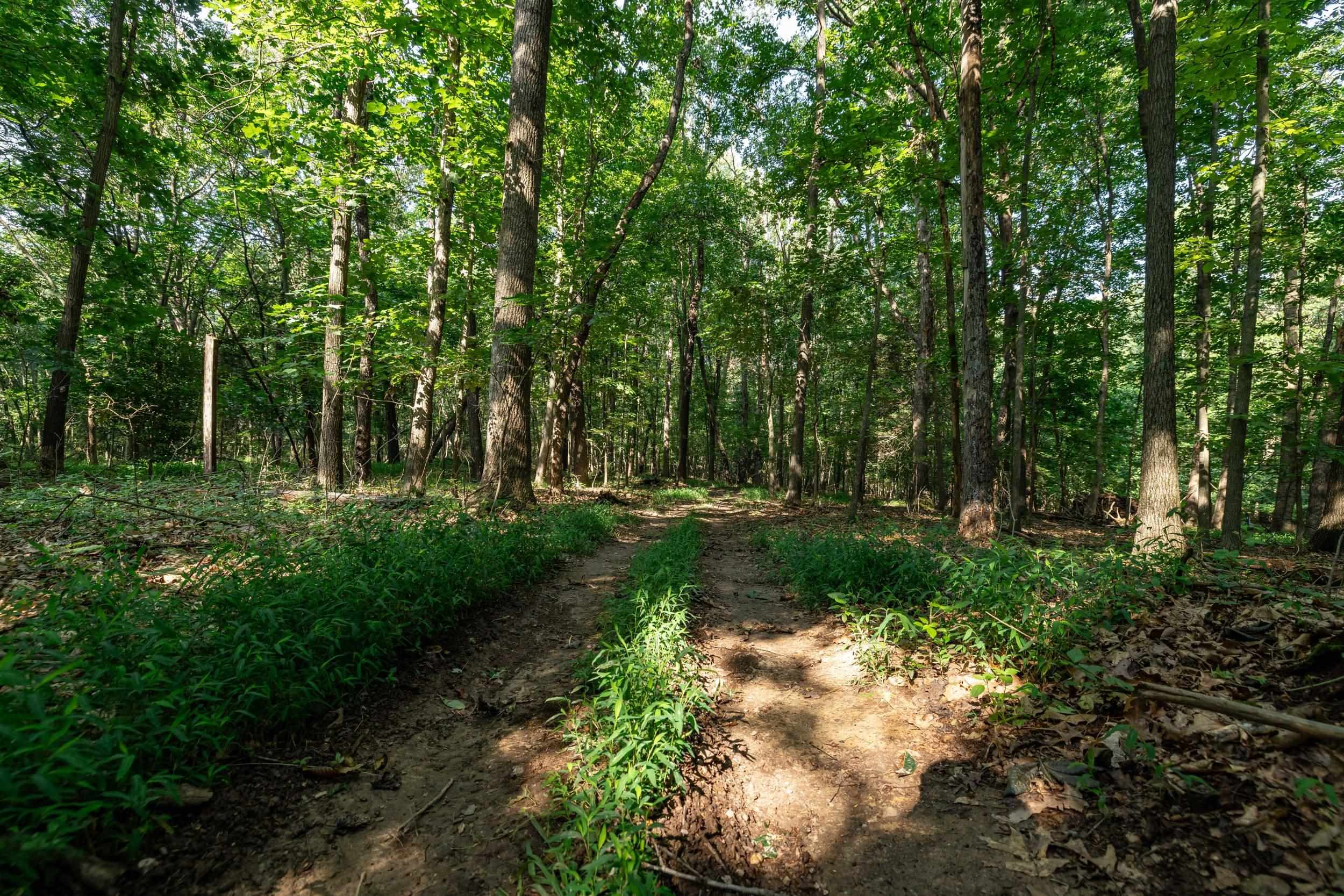 21-Acres TBD MT PISGAH RD, MOUNT SIDNEY, Virginia 24467, ,Land,21-Acres TBD MT PISGAH RD,667449 MLS # 667449