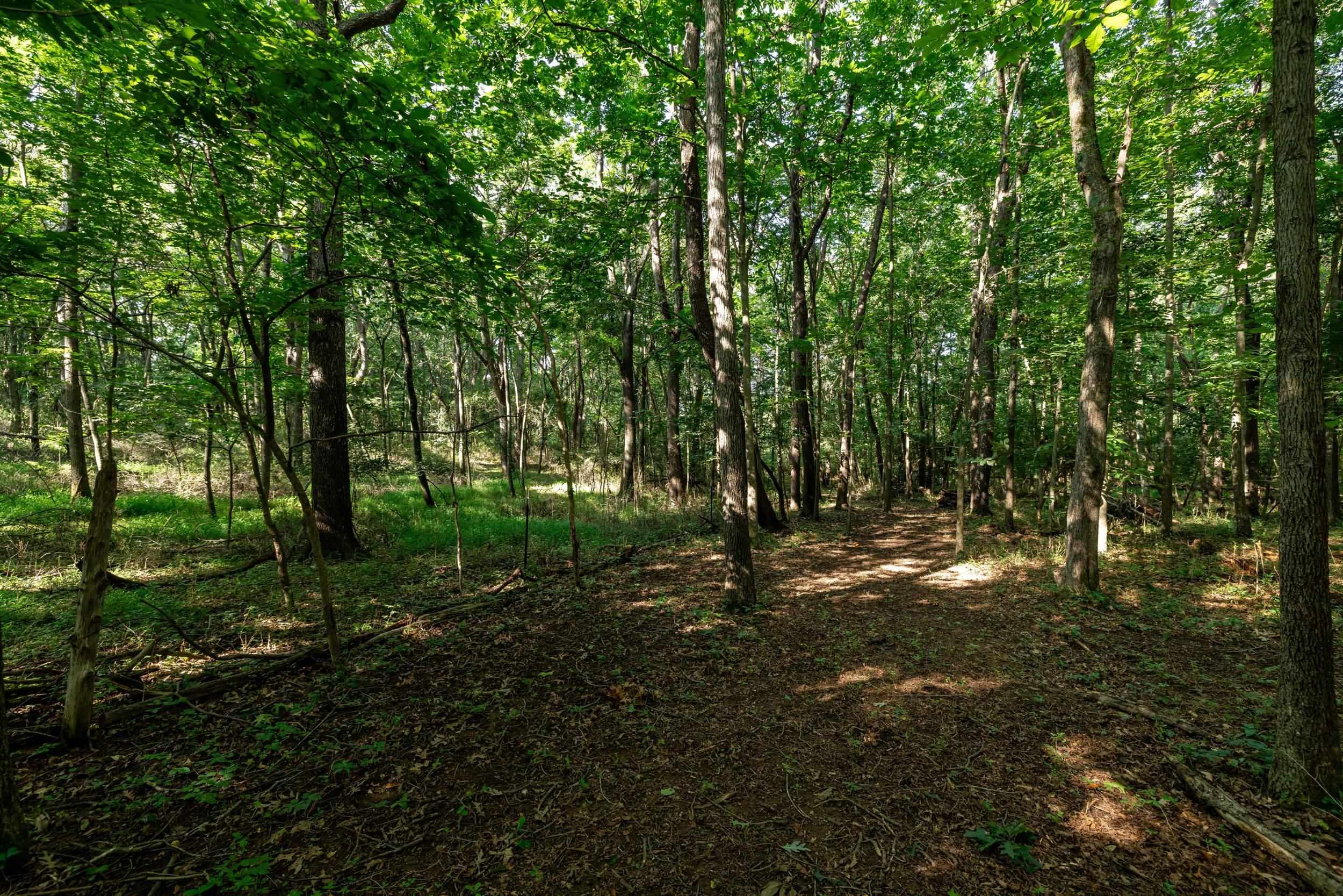 21-Acres TBD MT PISGAH RD, MOUNT SIDNEY, Virginia 24467, ,Land,21-Acres TBD MT PISGAH RD,667449 MLS # 667449