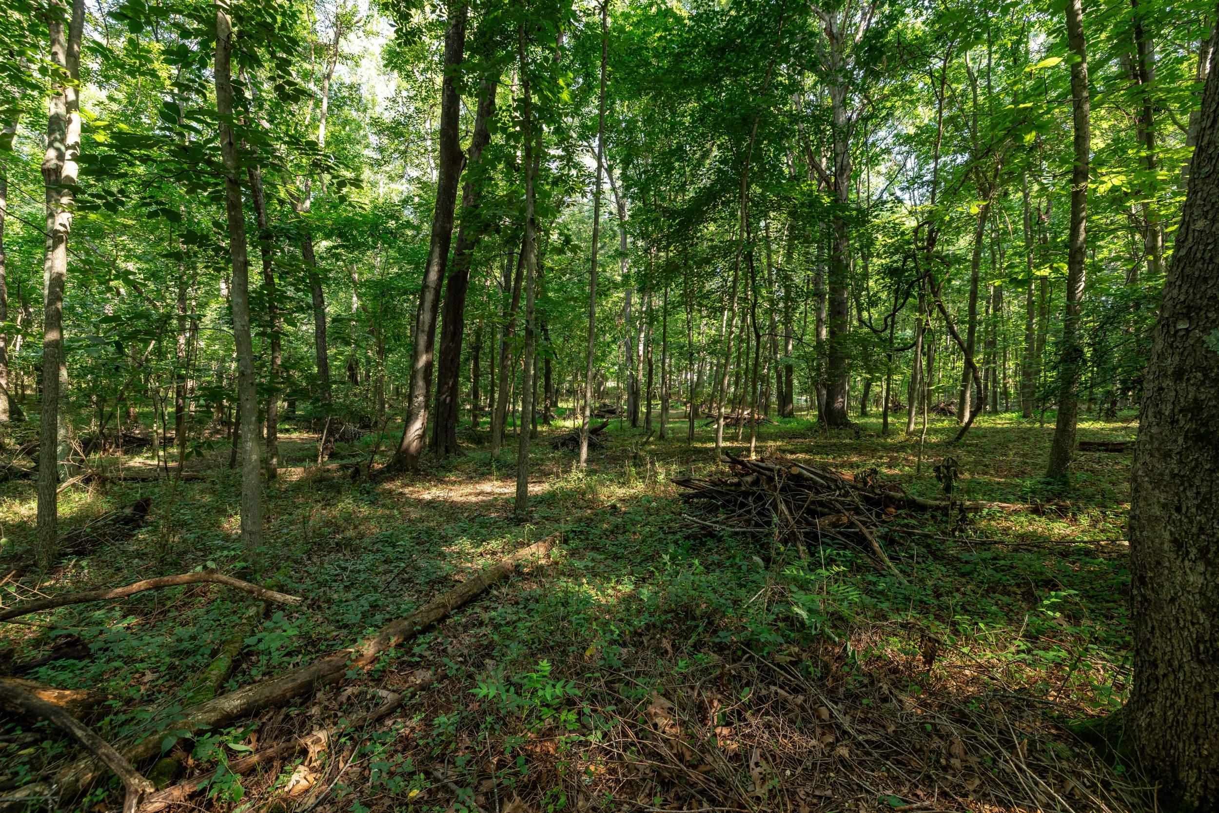 21-Acres TBD MT PISGAH RD, MOUNT SIDNEY, Virginia 24467, ,Land,21-Acres TBD MT PISGAH RD,667449 MLS # 667449