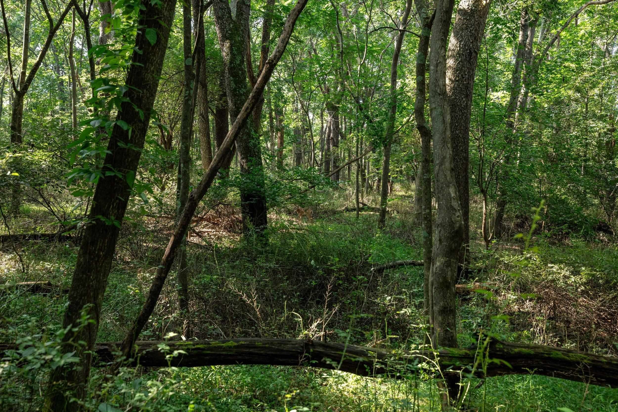 21-Acres TBD MT PISGAH RD, MOUNT SIDNEY, Virginia 24467, ,Land,21-Acres TBD MT PISGAH RD,667449 MLS # 667449