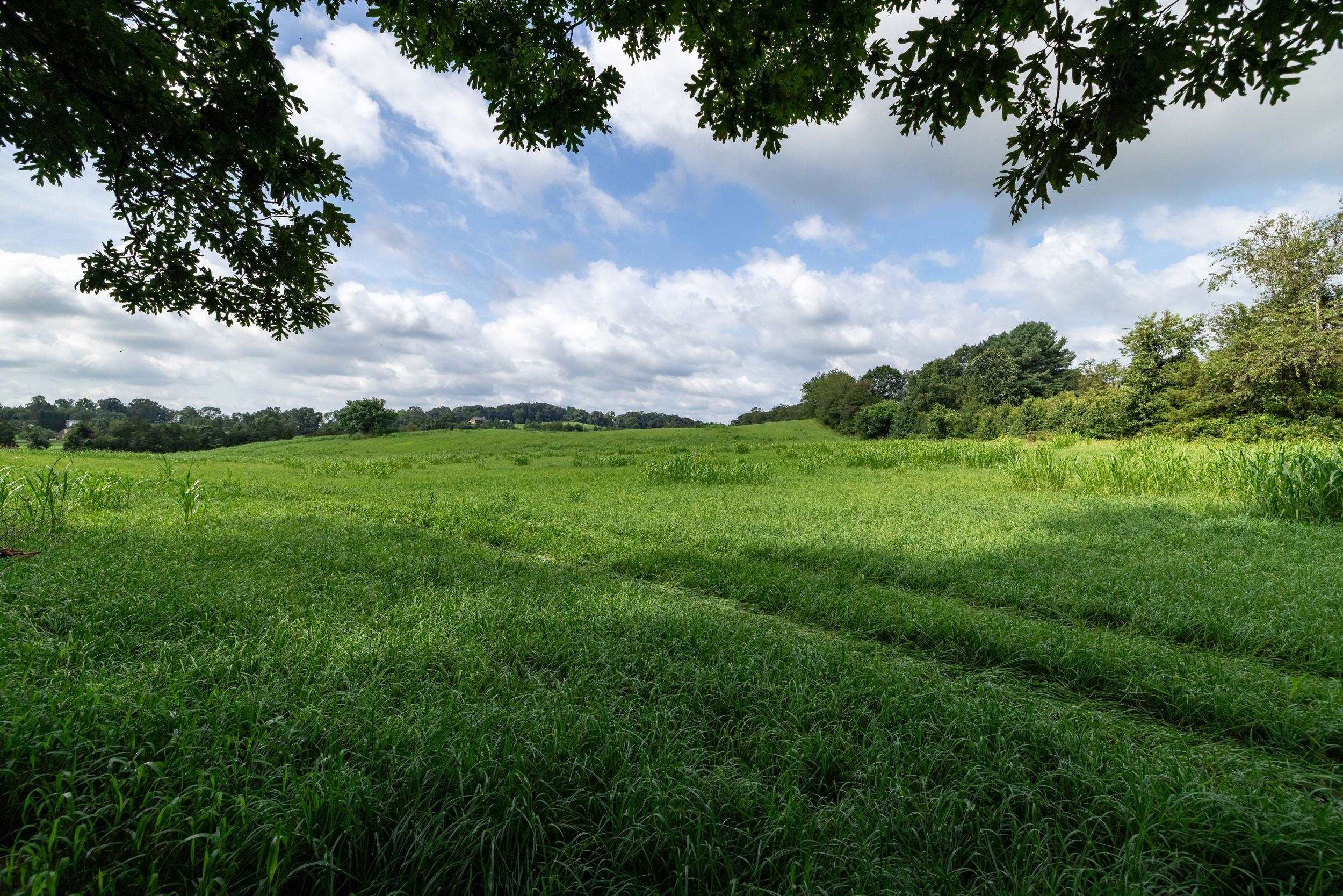 21-Acres TBD MT PISGAH RD, MOUNT SIDNEY, Virginia 24467, ,Land,21-Acres TBD MT PISGAH RD,667449 MLS # 667449