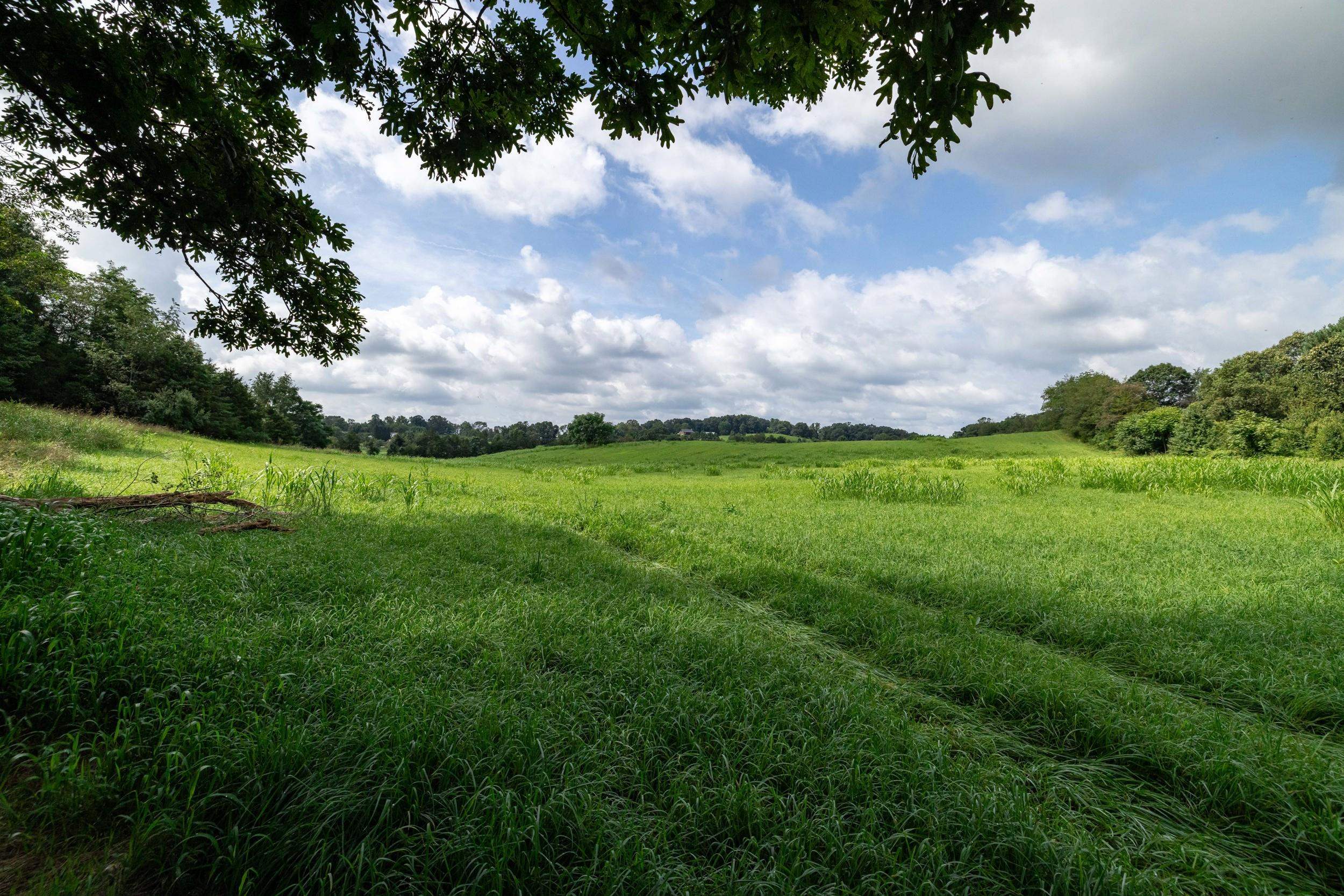 21-Acres TBD MT PISGAH RD, MOUNT SIDNEY, Virginia 24467, ,Land,21-Acres TBD MT PISGAH RD,667449 MLS # 667449