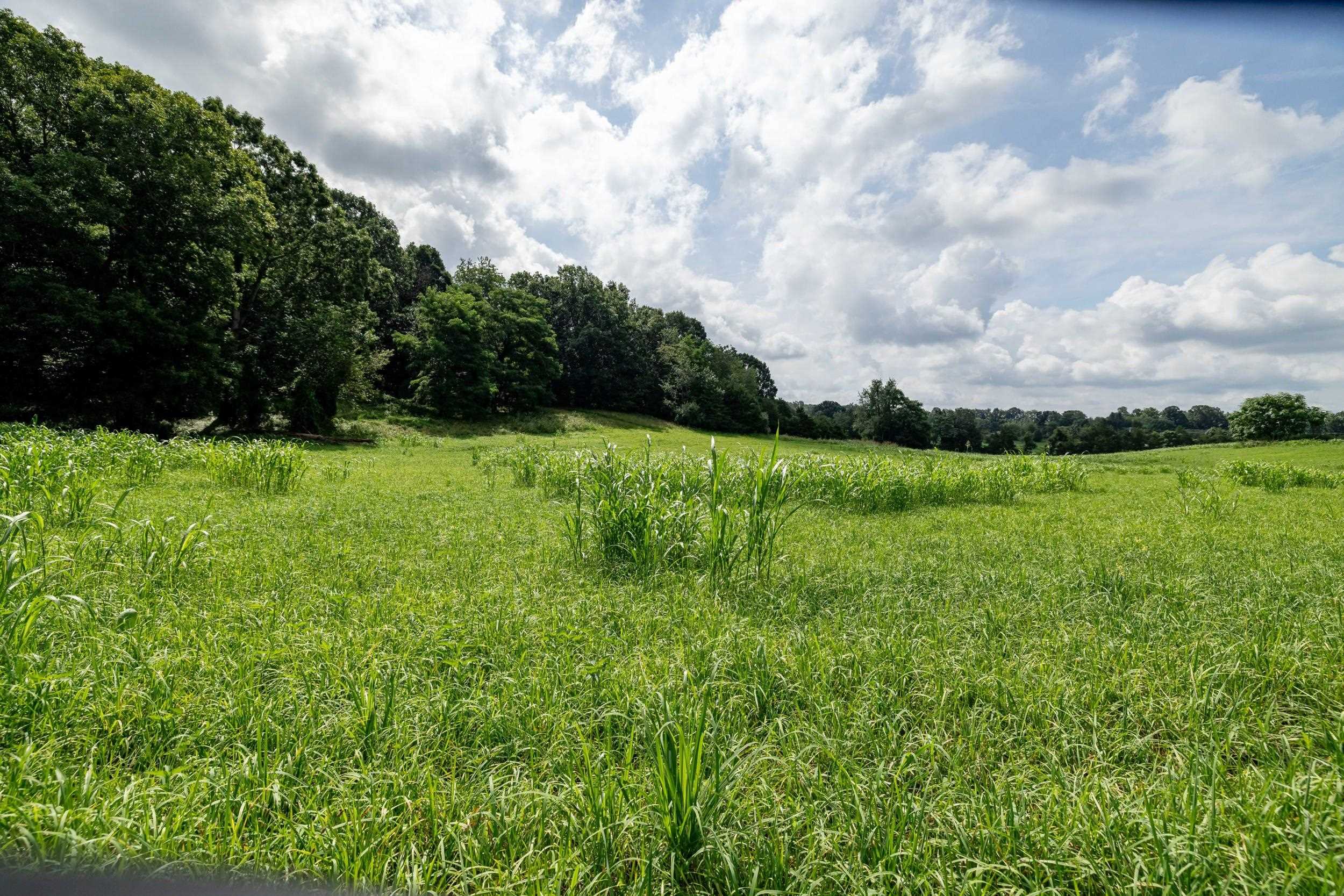 21-Acres TBD MT PISGAH RD, MOUNT SIDNEY, Virginia 24467, ,Land,21-Acres TBD MT PISGAH RD,667449 MLS # 667449