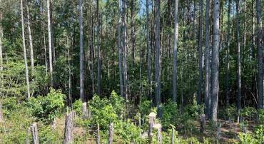 LOT 6 RICHMOND RD, AMELIA COURT HOUSE, Virginia 23002, ,Land,For sale,LOT 6 RICHMOND RD,666390 MLS # 666390