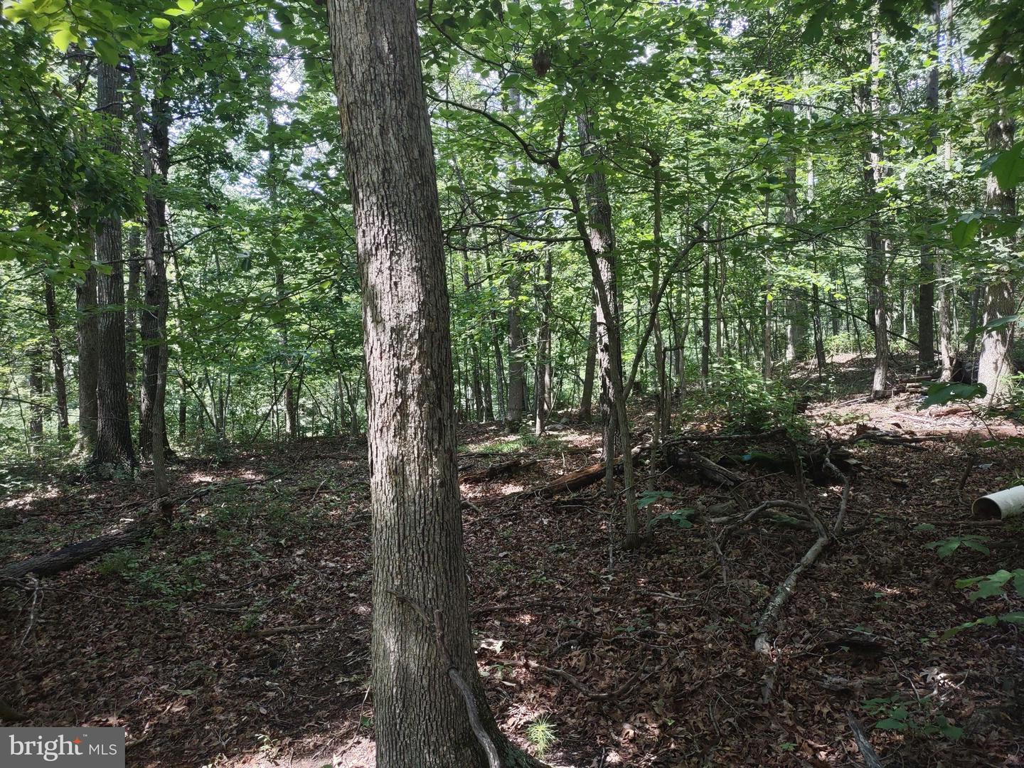 BLEVINS ROAD, LURAY, Virginia 22835, ,Land,For sale,BLEVINS ROAD,VAPA2005204 MLS # VAPA2005204