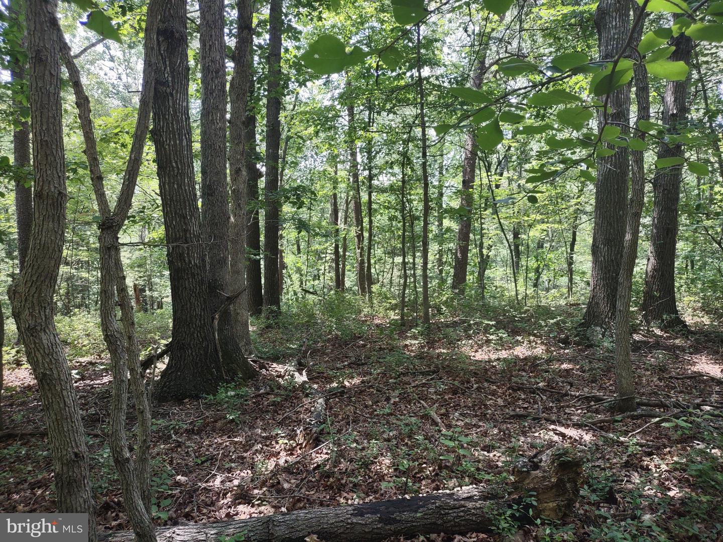BLEVINS ROAD, LURAY, Virginia 22835, ,Land,For sale,BLEVINS ROAD,VAPA2005204 MLS # VAPA2005204