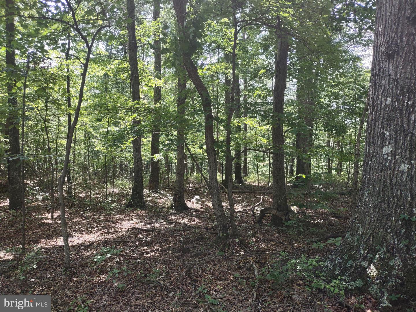 BLEVINS ROAD, LURAY, Virginia 22835, ,Land,For sale,BLEVINS ROAD,VAPA2005204 MLS # VAPA2005204