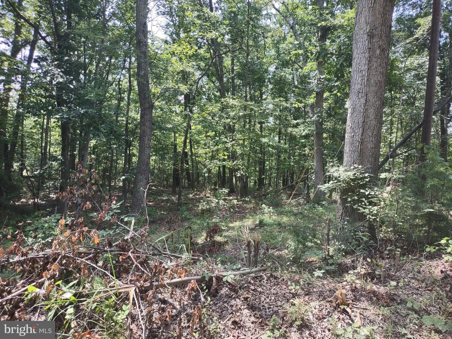 BLEVINS ROAD, LURAY, Virginia 22835, ,Land,For sale,BLEVINS ROAD,VAPA2005204 MLS # VAPA2005204