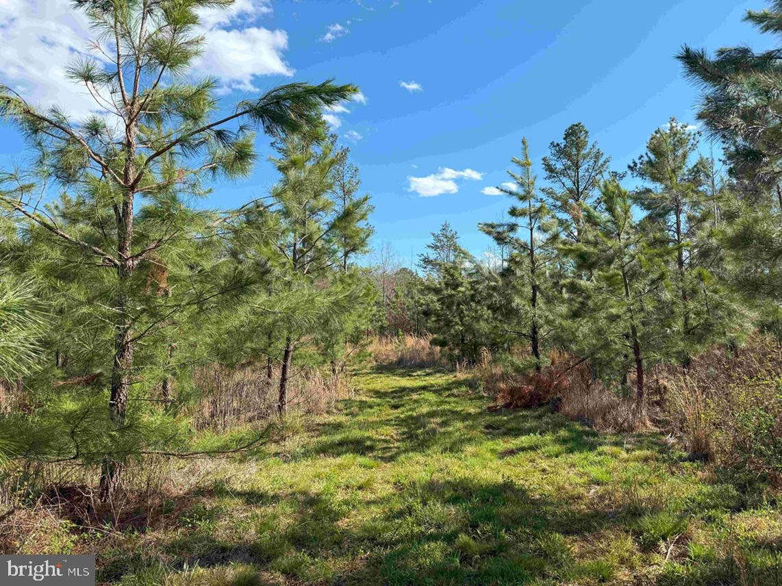 CABELL LANE (TRACT: 5810 THOMAS M. BROOKS), NEW CANTON, Virginia 23123, ,Farm,For sale,CABELL LANE (TRACT: 5810 THOMAS M. BROOKS),VABH2000204 MLS # VABH2000204