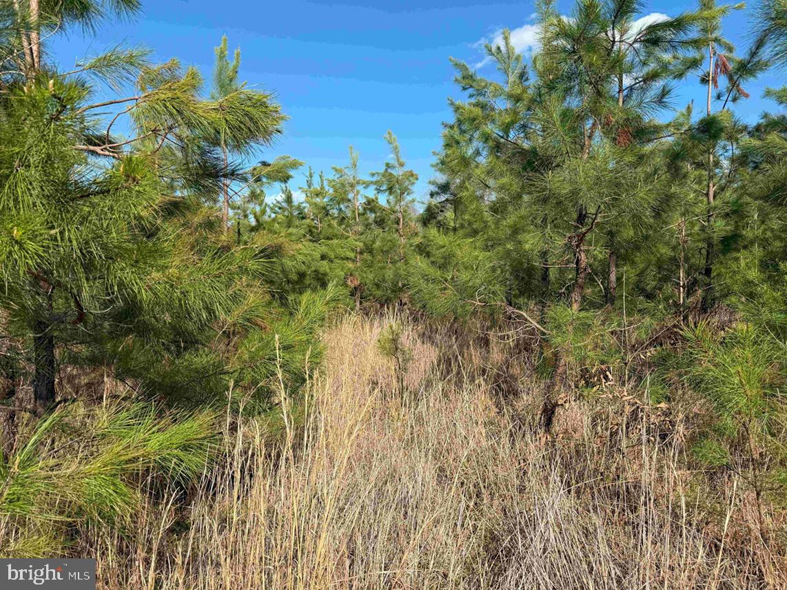 CABELL LANE (TRACT: 5810 THOMAS M. BROOKS), NEW CANTON, Virginia 23123, ,Farm,For sale,CABELL LANE (TRACT: 5810 THOMAS M. BROOKS),VABH2000204 MLS # VABH2000204