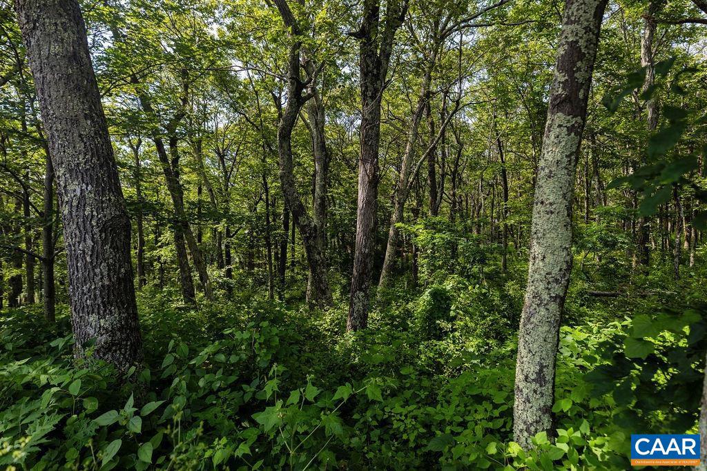 80 BEECH DR #55, WINTERGREEN RESORT, Virginia 22967, ,Land,For sale,80 BEECH DR #55,667475 MLS # 667475