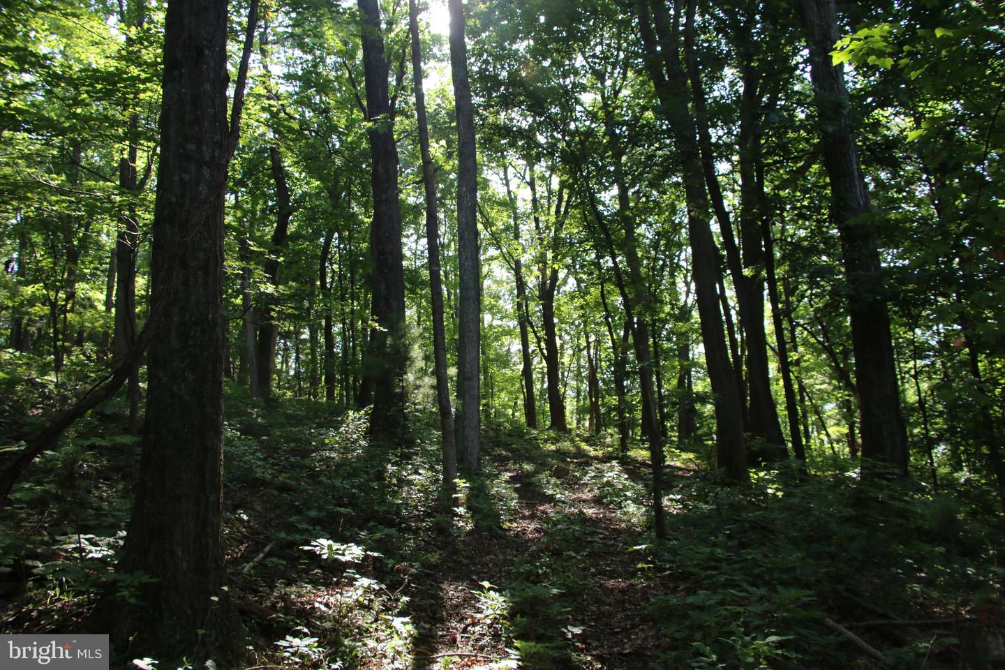 BAXTER DR, STANLEY, Virginia 22851, ,Land,For sale,BAXTER DR,VAPA2005218 MLS # VAPA2005218