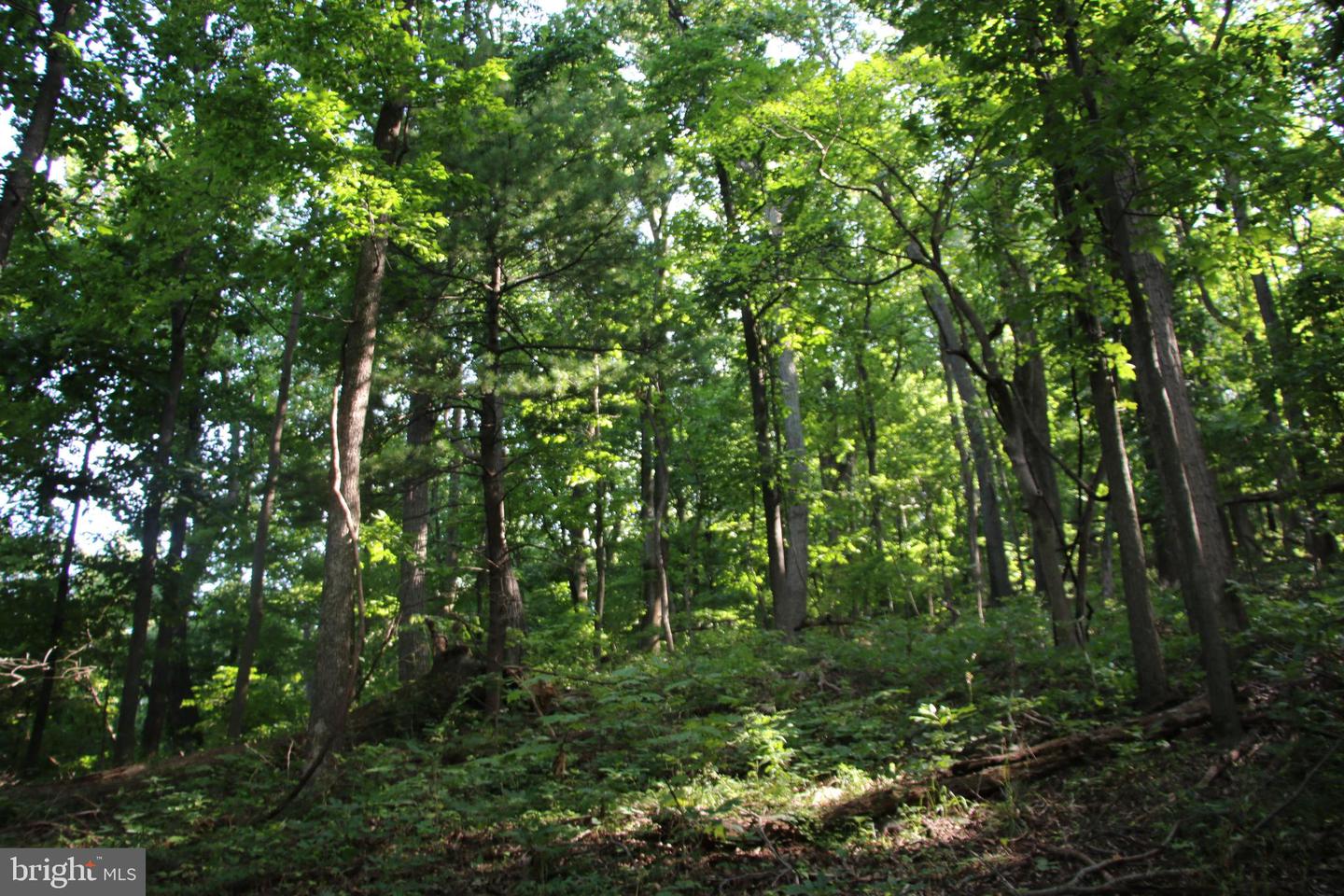BAXTER DR, STANLEY, Virginia 22851, ,Land,For sale,BAXTER DR,VAPA2005218 MLS # VAPA2005218