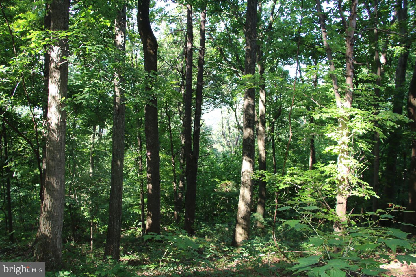 BAXTER DR, STANLEY, Virginia 22851, ,Land,For sale,BAXTER DR,VAPA2005218 MLS # VAPA2005218