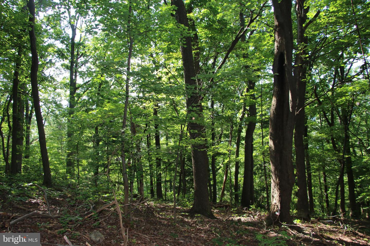 BAXTER DR, STANLEY, Virginia 22851, ,Land,For sale,BAXTER DR,VAPA2005218 MLS # VAPA2005218