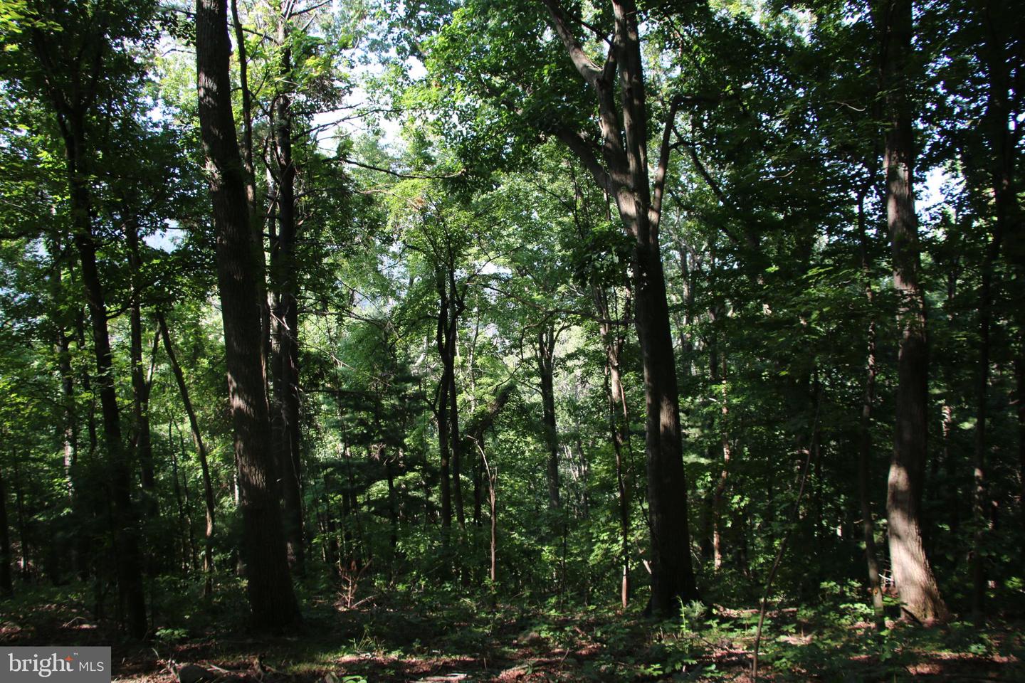 BAXTER DR, STANLEY, Virginia 22851, ,Land,For sale,BAXTER DR,VAPA2005218 MLS # VAPA2005218
