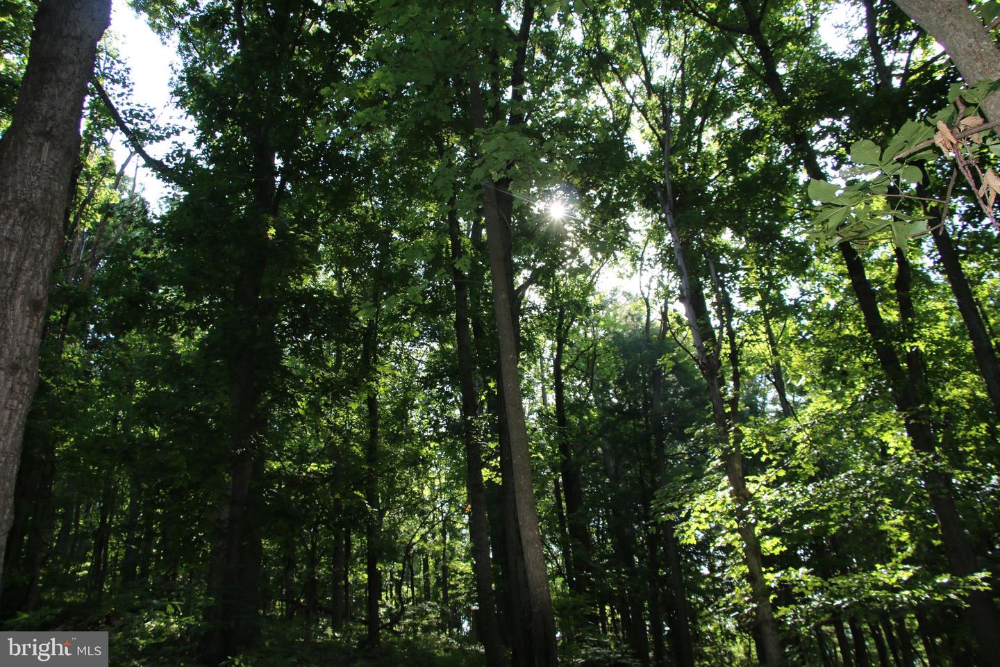 BAXTER DR, STANLEY, Virginia 22851, ,Land,For sale,BAXTER DR,VAPA2005218 MLS # VAPA2005218