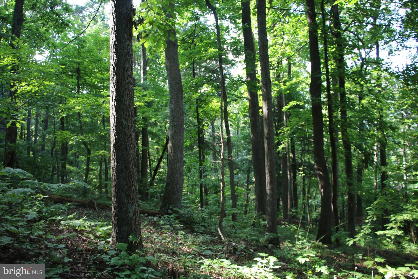 BAXTER DR, STANLEY, Virginia 22851, ,Land,For sale,BAXTER DR,VAPA2005218 MLS # VAPA2005218
