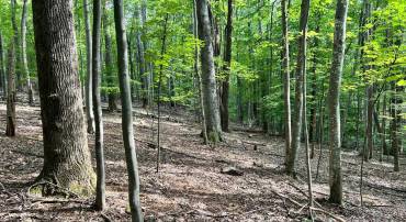 0 DOGWOOD LANE, NELLYSFORD, Virginia 22958, ,Land,For sale,0 DOGWOOD LANE,VANL2000436 MLS # VANL2000436