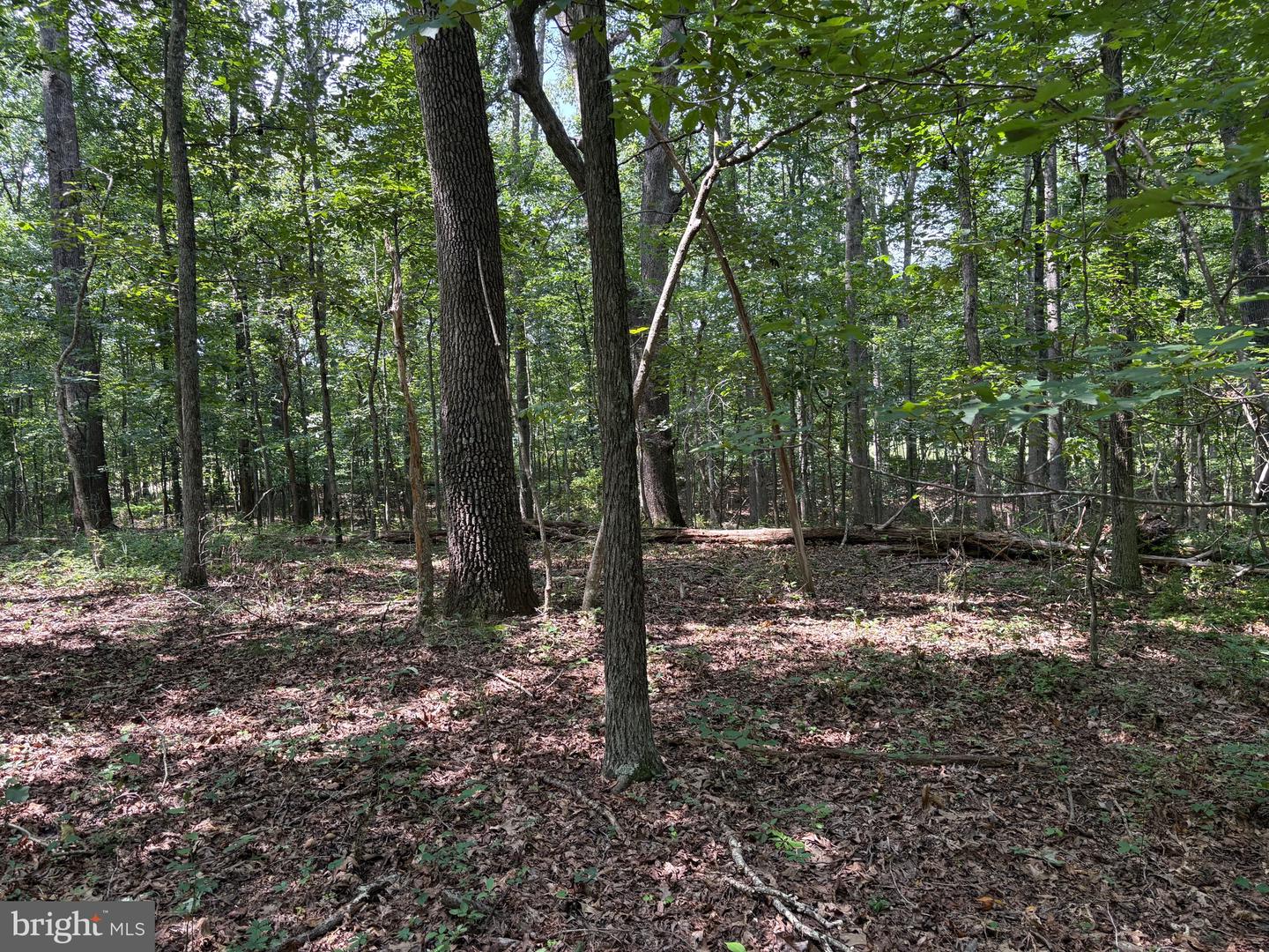 0 WEAVER ROAD, AMISSVILLE, Virginia 20106, ,Land,For sale,0 WEAVER ROAD,VARP2002216 MLS # VARP2002216
