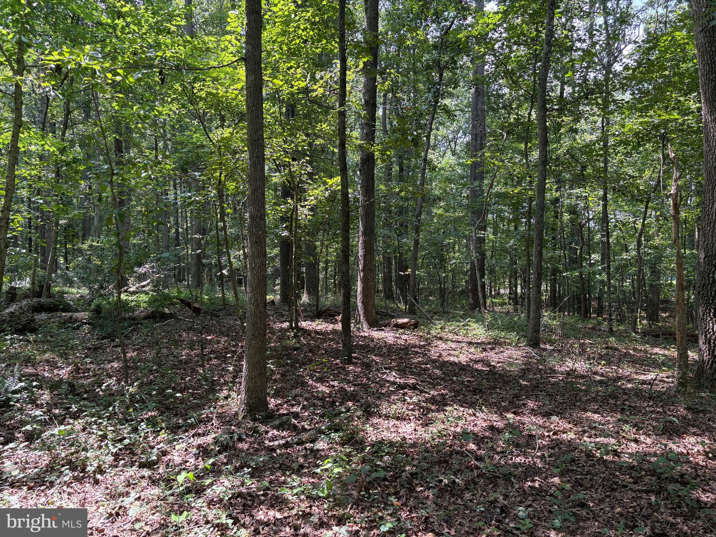 0 WEAVER ROAD, AMISSVILLE, Virginia 20106, ,Land,For sale,0 WEAVER ROAD,VARP2002216 MLS # VARP2002216
