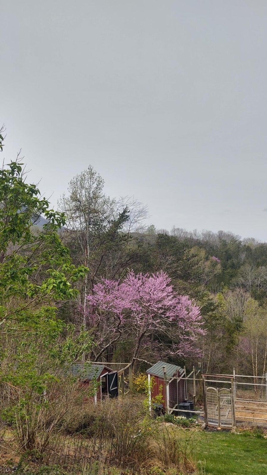 Red bud tree shows off.