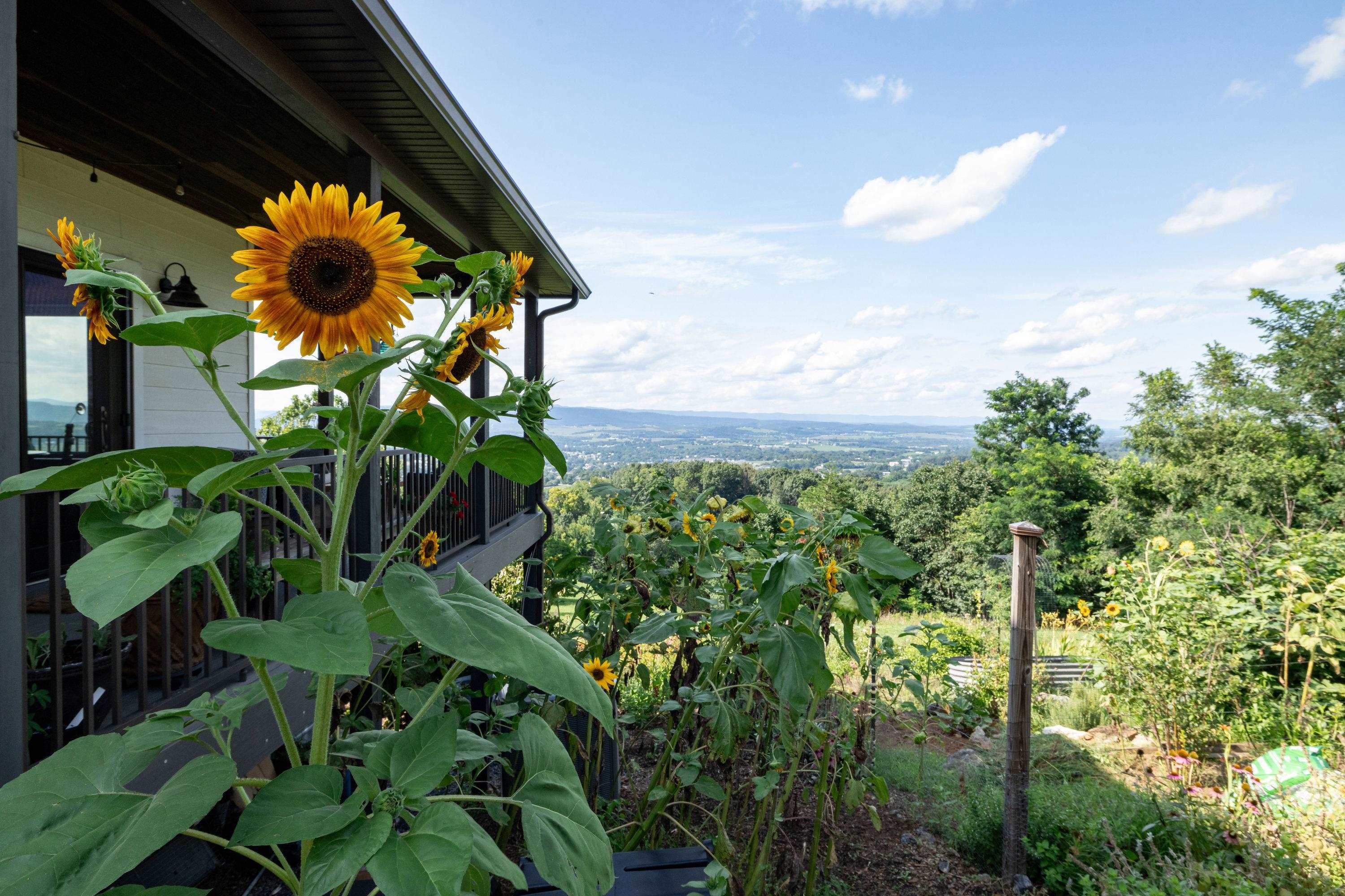 The aerial view shows off the beauty of the views surrounding the home.  From the porch you can view the mountains, valley, and overlook the spacious lot surrounding the home.