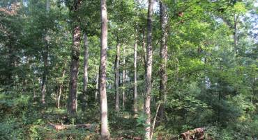 00 COREY LN, GROTTOES, Virginia 24441, ,Land,00 COREY LN,667592 MLS # 667592